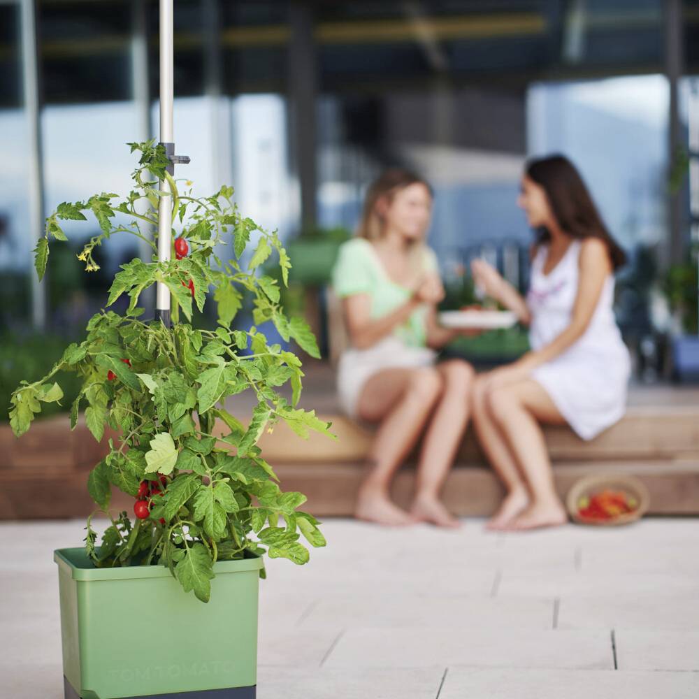 Eine Tomatenpflanze in einem Topf im Vordergrund. Im Hintergrund sitzen zwei Personen auf einer Bank und unterhalten sich.