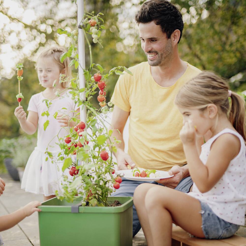 Vater mit zwei Kindern erntet Kirschtomaten aus einem Pflanzgefäß auf einer Terrasse. Kinder erfreuen sich an frischer Ernte.