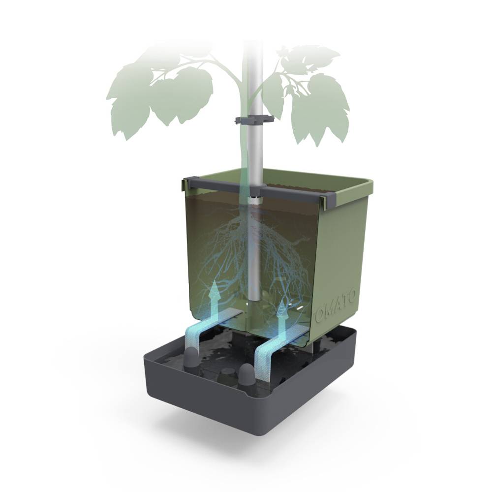 Ein Pflanzgefäß mit automatischer Bewässerung zeigt, wie Wasser durch einen Docht von einem unteren Reservoir zu den Wurzeln eines Tomatenpflanzenstiels geleitet wird.