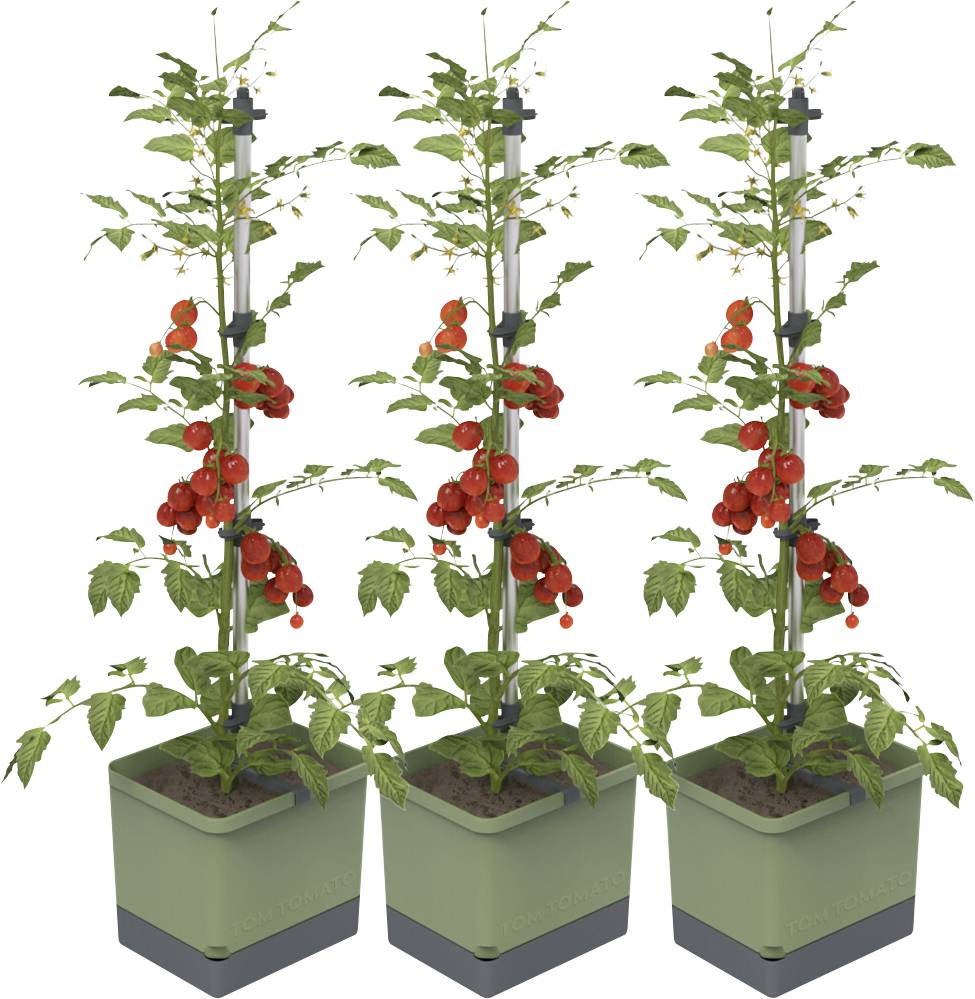 Drei grüne Pflanzkübel, jeweils mit einer Tomatenpflanze, die vollreife rote Tomaten tragen. Die Pflanzen wachsen an Gerüsten empor.
