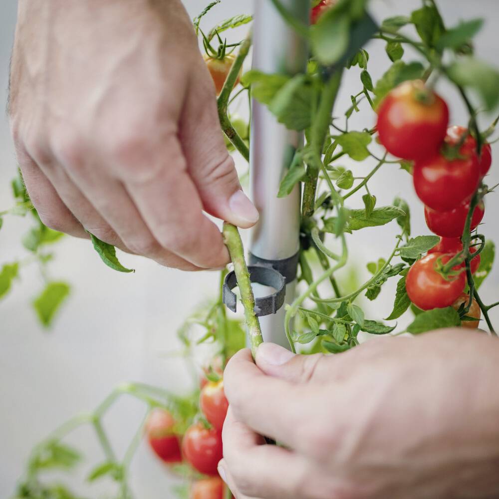 Eine Person erntet rote Kirschtomaten von einer Pflanze, zeigt Hände, die an einem Zweig mit reifen Tomaten arbeiten.