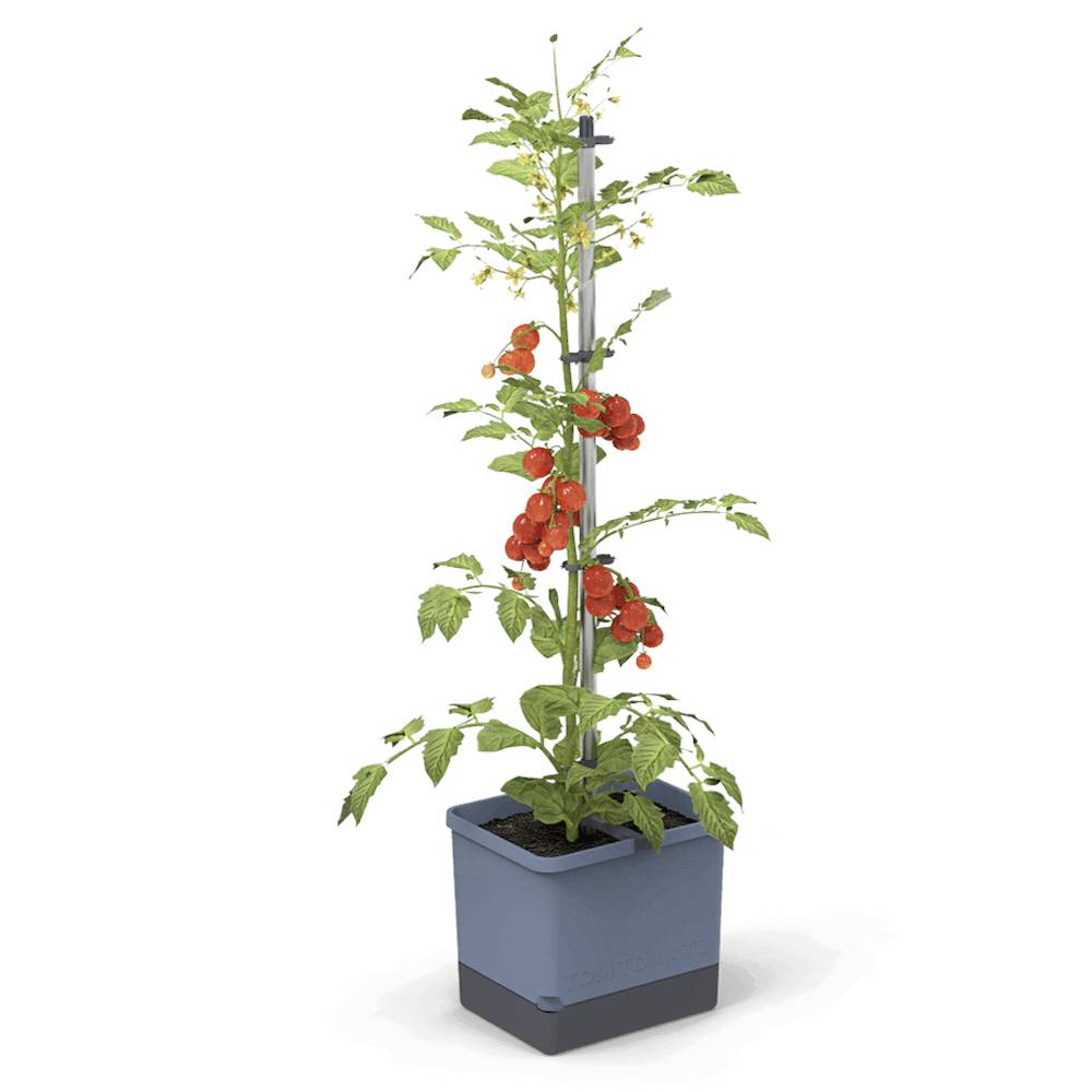 Tomatenpflanze in einem blauen Topf mit zahlreichen roten Tomaten, gestützt von einem Stab.