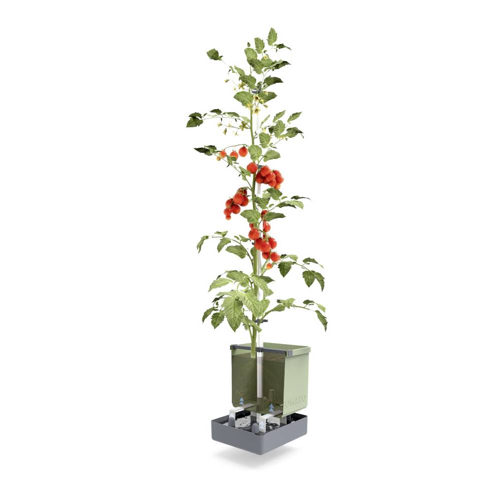 Eine automatische Pflanzmaschine mit einer Tomatenpflanze, die an der Spitze wächst.
