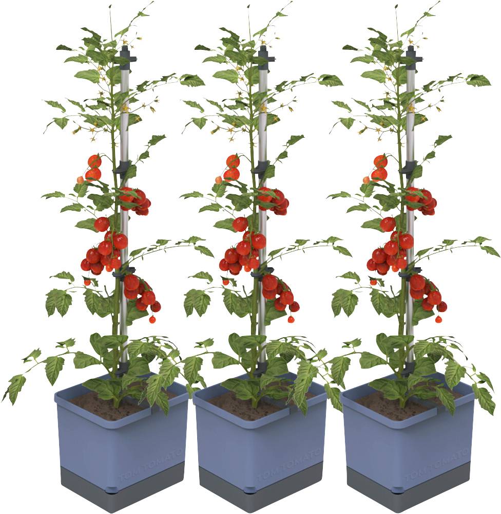 Drei Topfpflanzen mit langen Stielen und roten Tomaten hängen an den Stängeln. Die Pflanzen stehen in blauen Töpfen aufrecht.