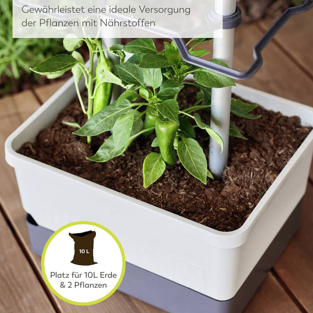 Pflanzen mit grünen Blättern und Paprika wachsen in einem Topf mit Erde, unterstützt von einem Bewässerungssystem.