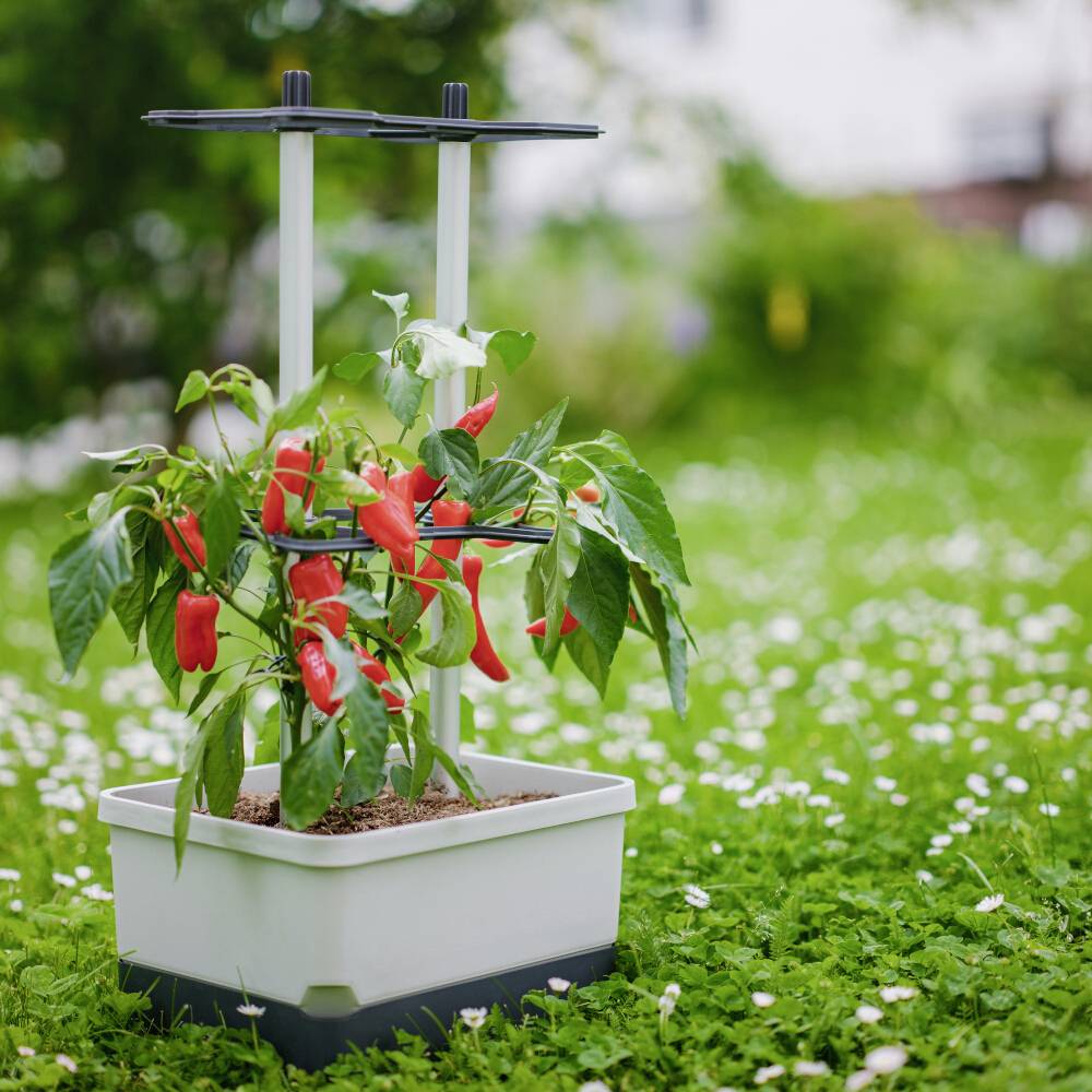 Eine Pflanze in einem weißen Topf mit roten Paprikaschoten wächst auf einer grünen Wiese, unterstützt von einem Stützgerüst.