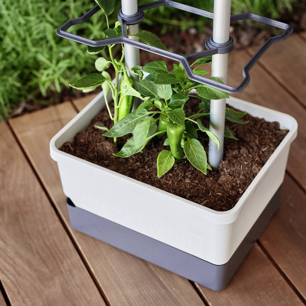 Pflanze in einem rechteckigen Topf auf Holzterrasse, gestützt von einem Metallgitter. Die grünen Blätter ragen aus der Erde heraus.