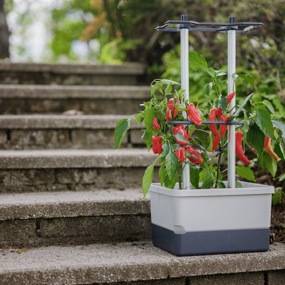Pflanzenkübel mit reifen roten Paprikaschoten steht auf einer Treppe in einem Garten. Im Hintergrund sind Bäume und Sträucher zu sehen.