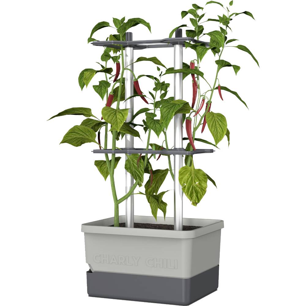 Ein rechteckiger Blumentopf mit zwei hohen, verzweigten Chili-Pflanzen, die an einem Gitter emporwachsen, rote Schoten sichtbar.