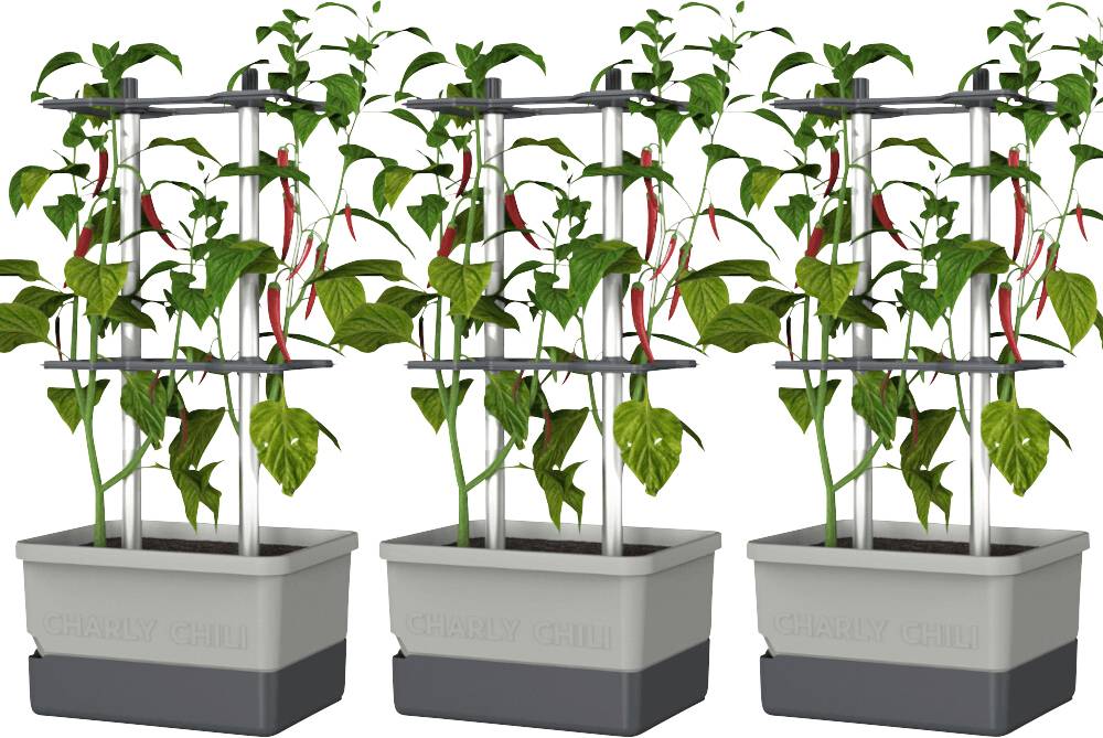 Drei Pflanzen mit grünen Blättern und roten Chilis in rechteckigen Pflanzgefäßen, gestützt von silbernen Rankhilfen.