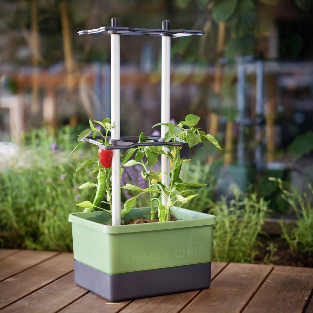 Pflanzenstütze mit wachsender Chili-Pflanze und roter Chili in einem rechteckigen Topf auf einer Holzoberfläche in einem grünen Garten.