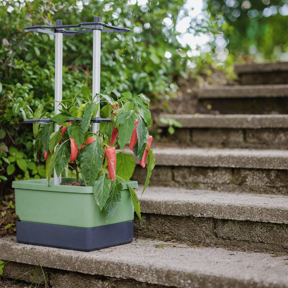 Ein Blumentopf mit einer Chili-Pflanze, die rote Früchte trägt. Die Pflanze wird von einem Gestell gestützt. Im Hintergrund sind Steinstufen.