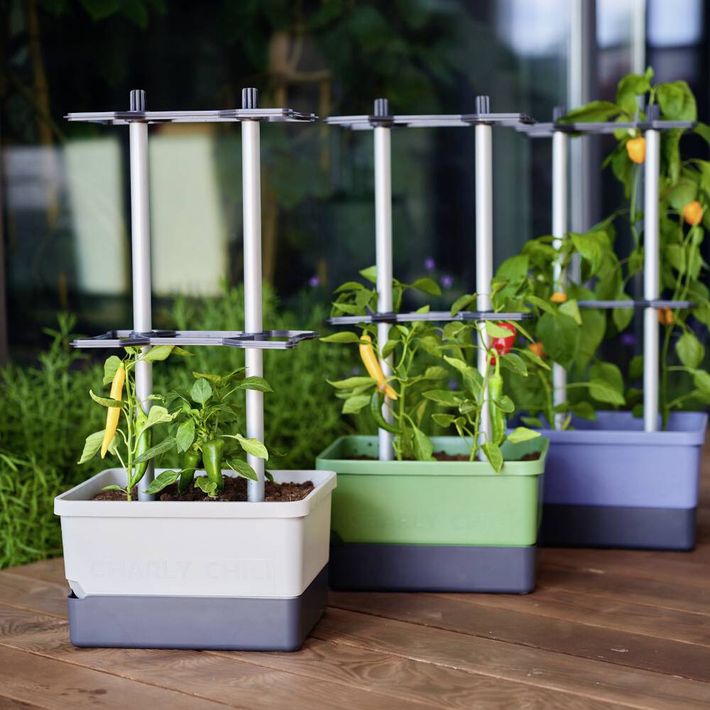 Pflanzen in modernen Töpfen auf einem Holzboden, gestützt von vertikalen Stäben. Grüne und gelbe Paprikaschoten wachsen an den Pflanzen.