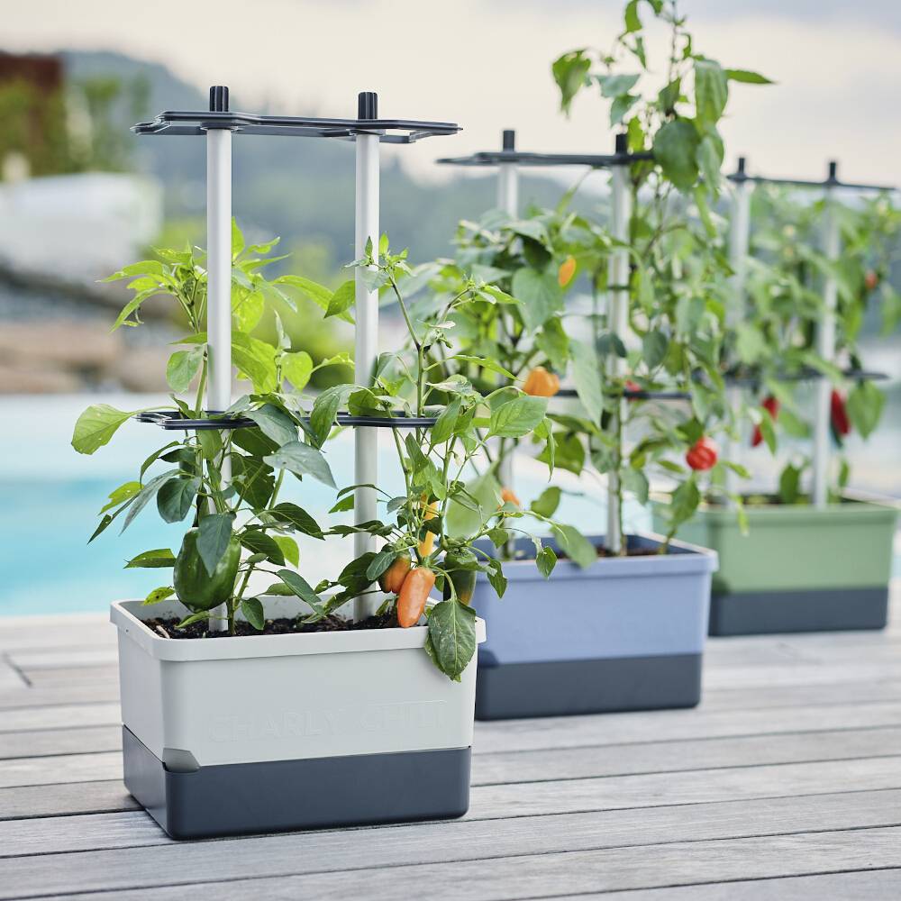 Drei Pflanzkästen mit verschiedenen Gemüsearten, darunter Paprika, stehen auf einer Terrasse. Im Hintergrund ein unscharfer Pool.