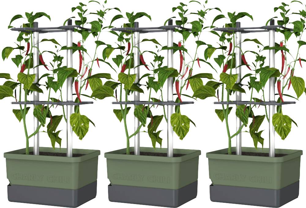 Drei grüne Pflanzkästen mit wachsenden Paprikapflanzen, gestützt von Metallrahmen. Rote Paprikas hängen von den Pflanzen.