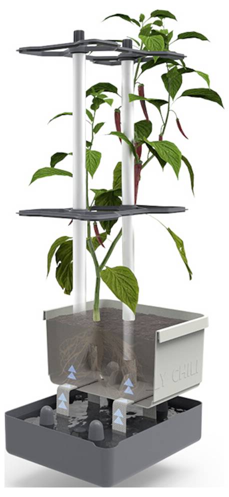 Ein Pflanzenbewässerungssystem mit zwei Ebenen, das eine Chilipflanze stützt. Pfeile zeigen Wasserkreislauf im Behälter an.
