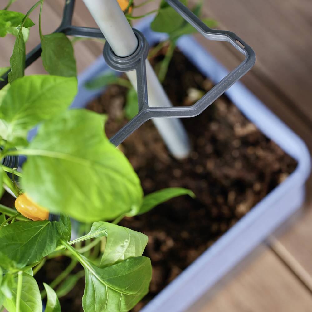 Ein Paprikapflanze wächst in einem rechteckigen Pflanzgefäß mit einem Metallstativ zur Unterstützung der Pflanze.