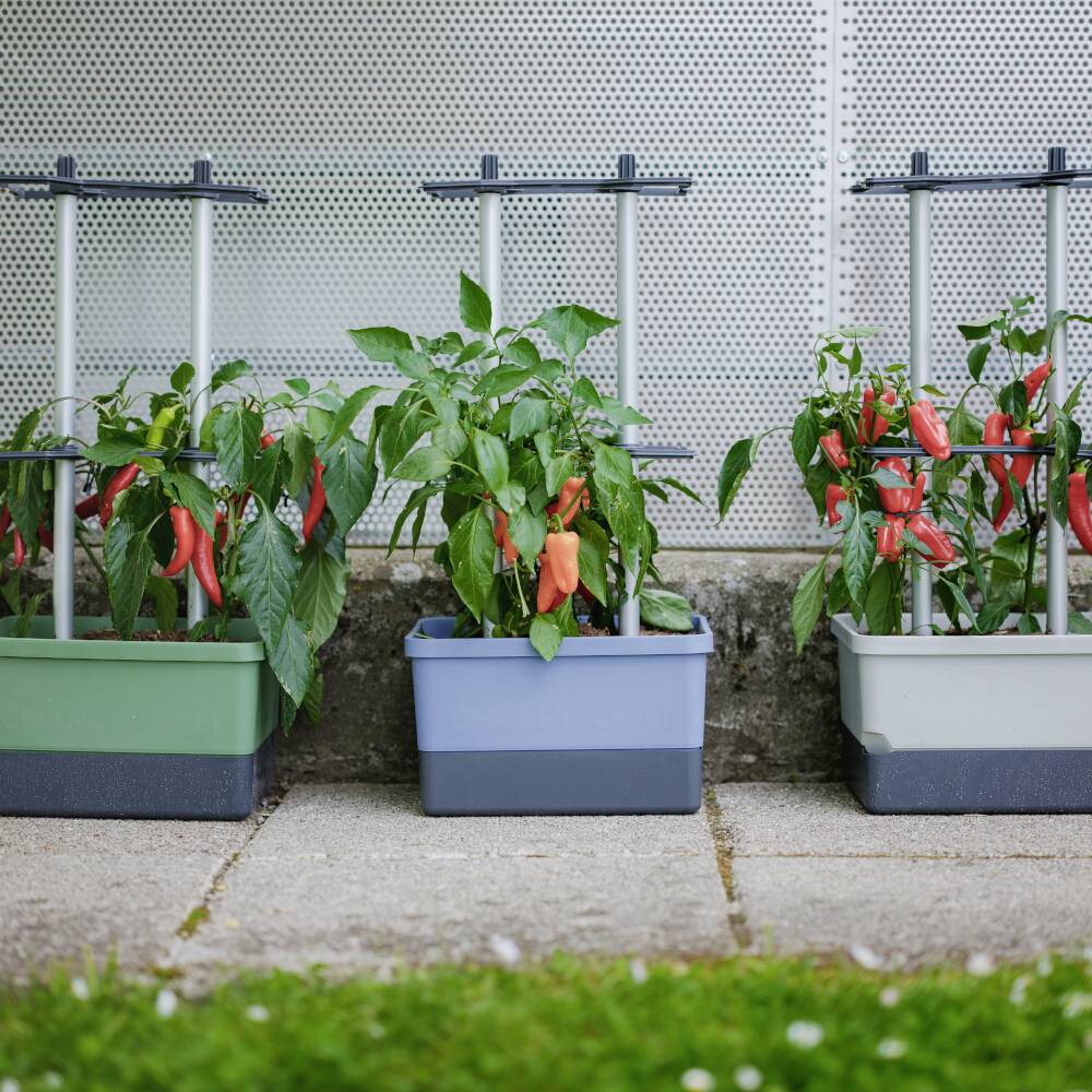 Tomatenpflanzen wachsen in rechteckigen Töpfen auf einer Terrasse, gestützt von Metallstangen. Reifende rote Früchte sind sichtbar.