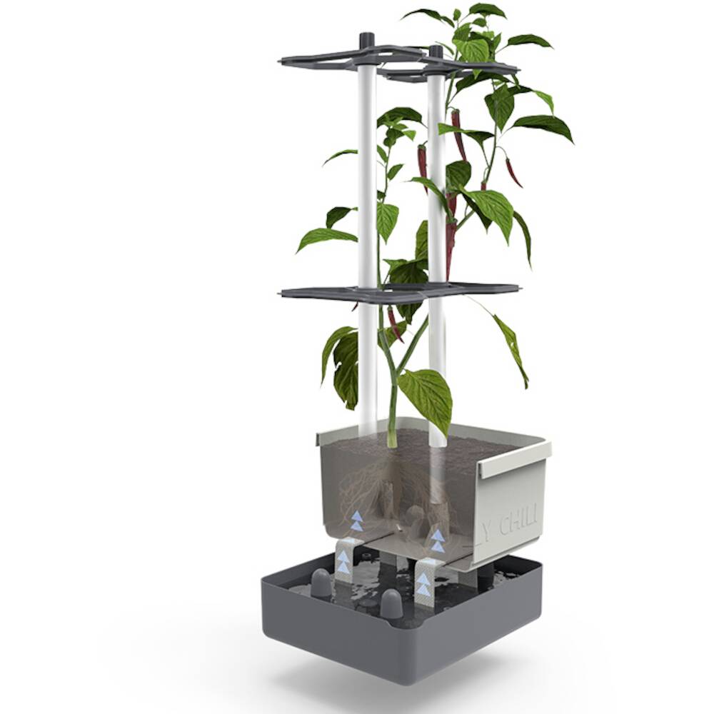 Ein Hydroponik-System zeigt eine Pfefferpflanze, die in einem Behälter mit Wasser wächst. Röhren führen Wasser zu den Wurzeln.