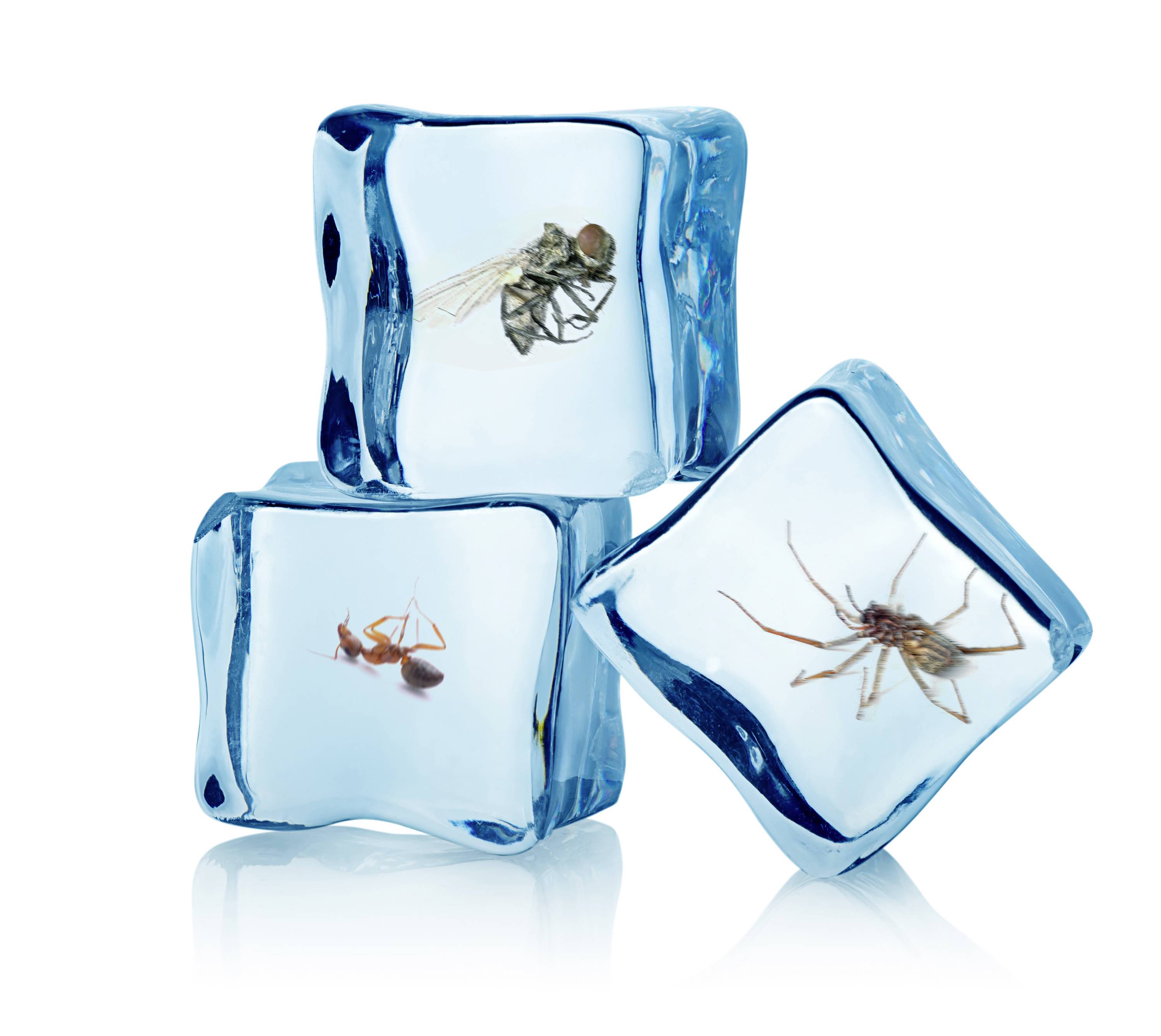 Swissinno Insekten-Frostspray 400ml insektizidfrei 1 290 001 Insektenschutz-Spray 1St.