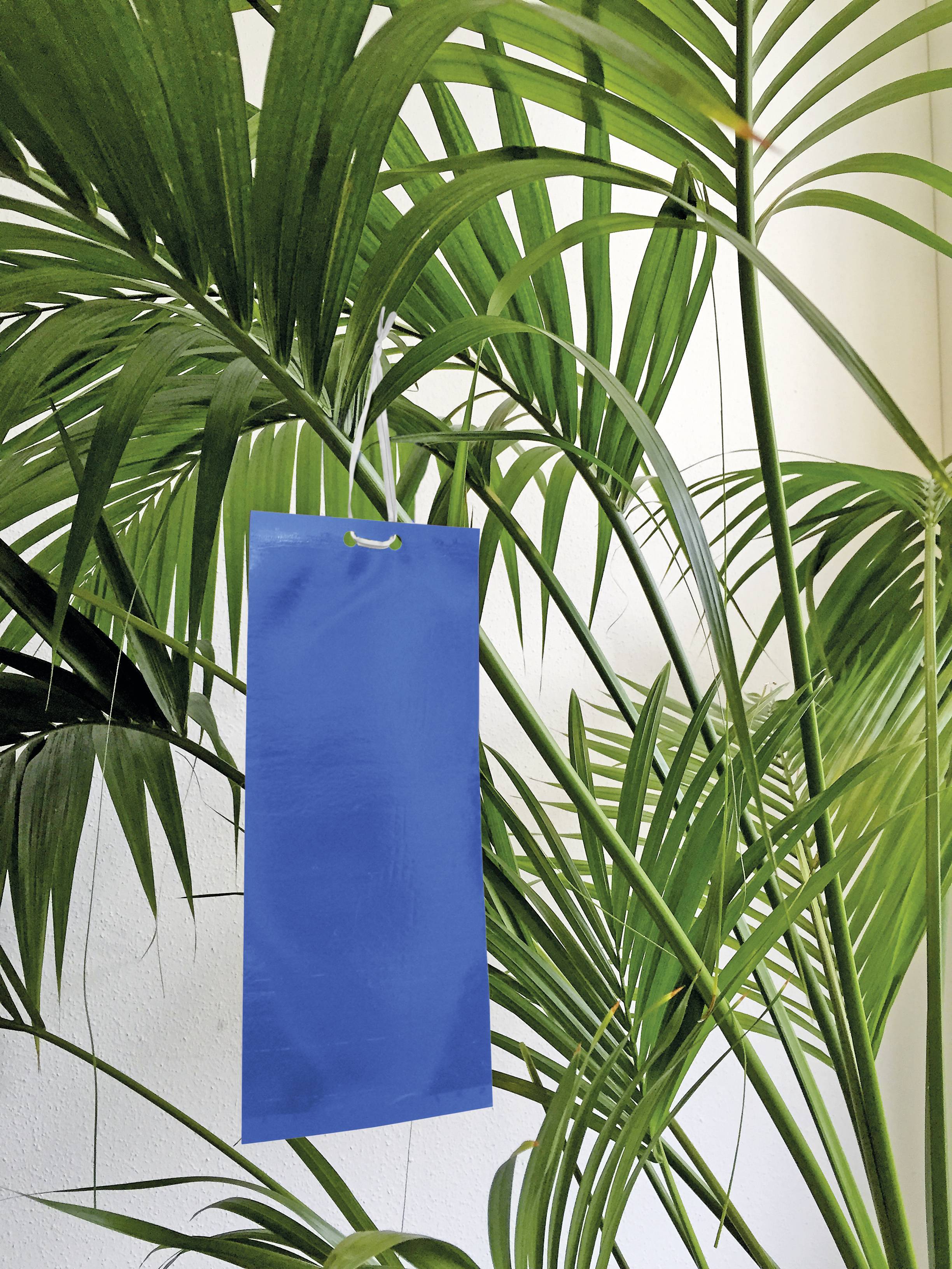 Swissinno Blaue Klebetafeln für geflügelte Thrips 10er Insekten-Klebetafel 10St.