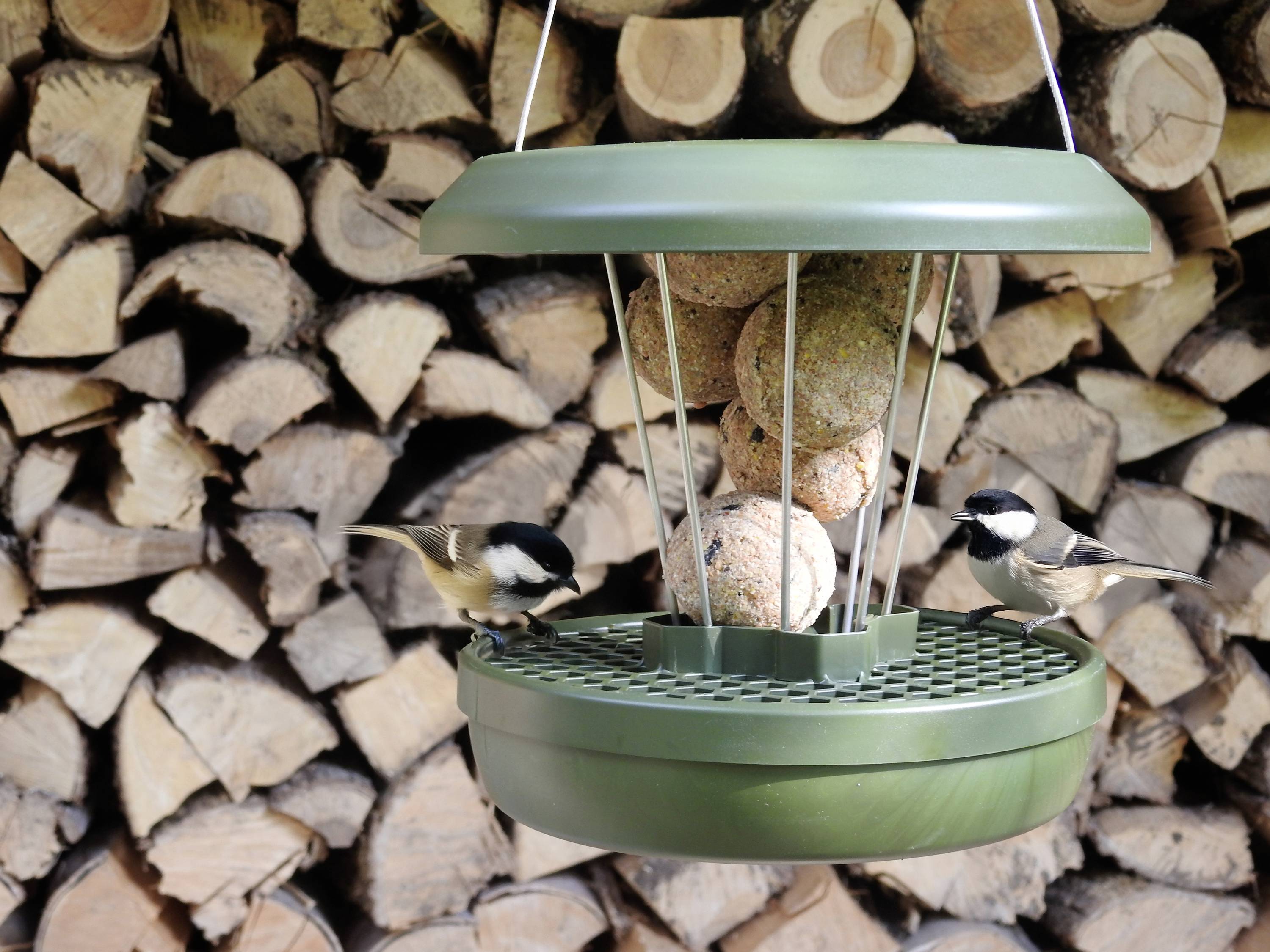 Swissinno Futtersilo Lucerne Dunkelgrün für Maisenknödel 700g Vogel Dunkelgrün 1 St. 1 801 001