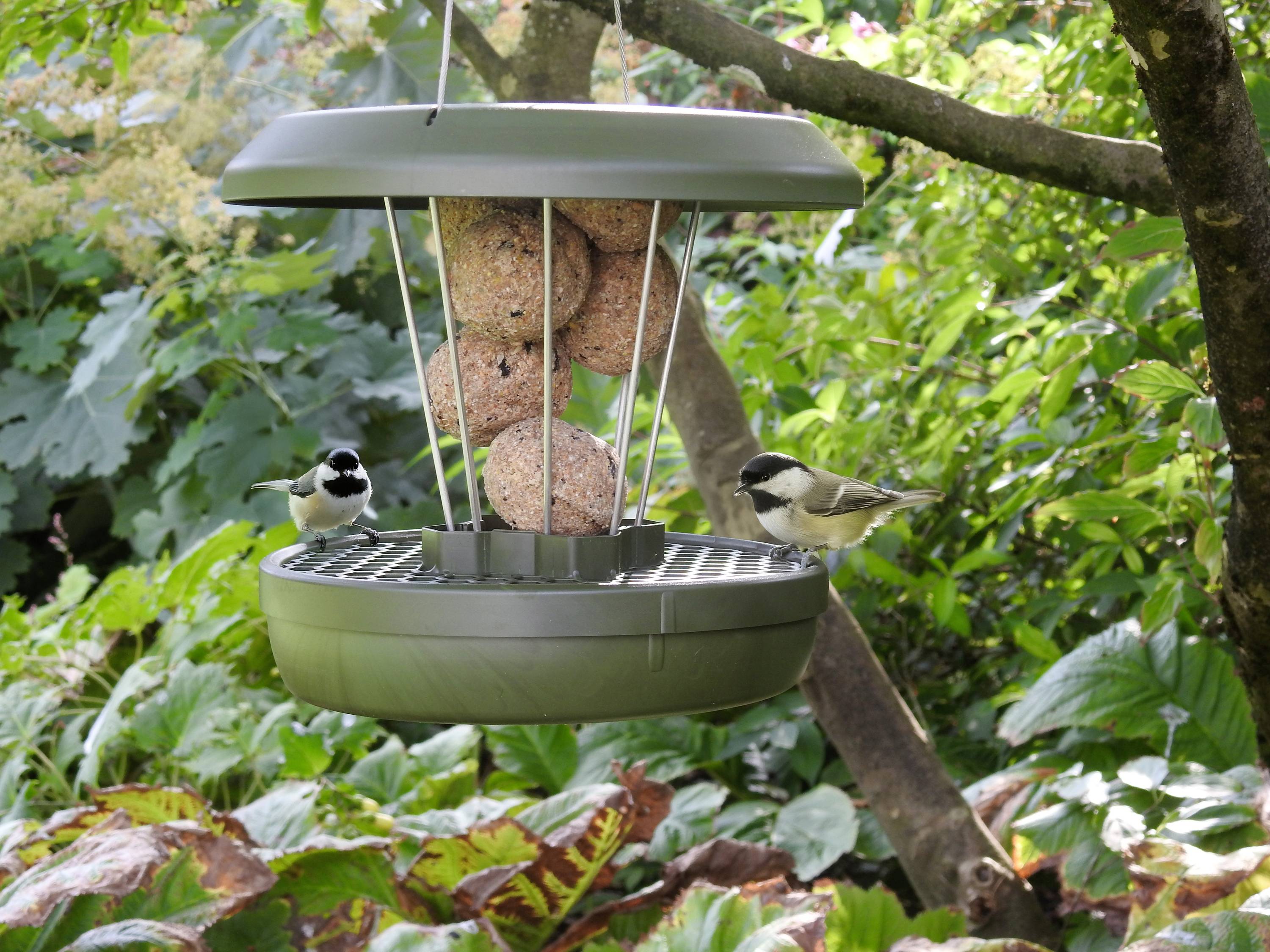 Swissinno Futtersilo Lucerne Dunkelgrün für Maisenknödel 700g Vogel Dunkelgrün 1 St. 1 801 001
