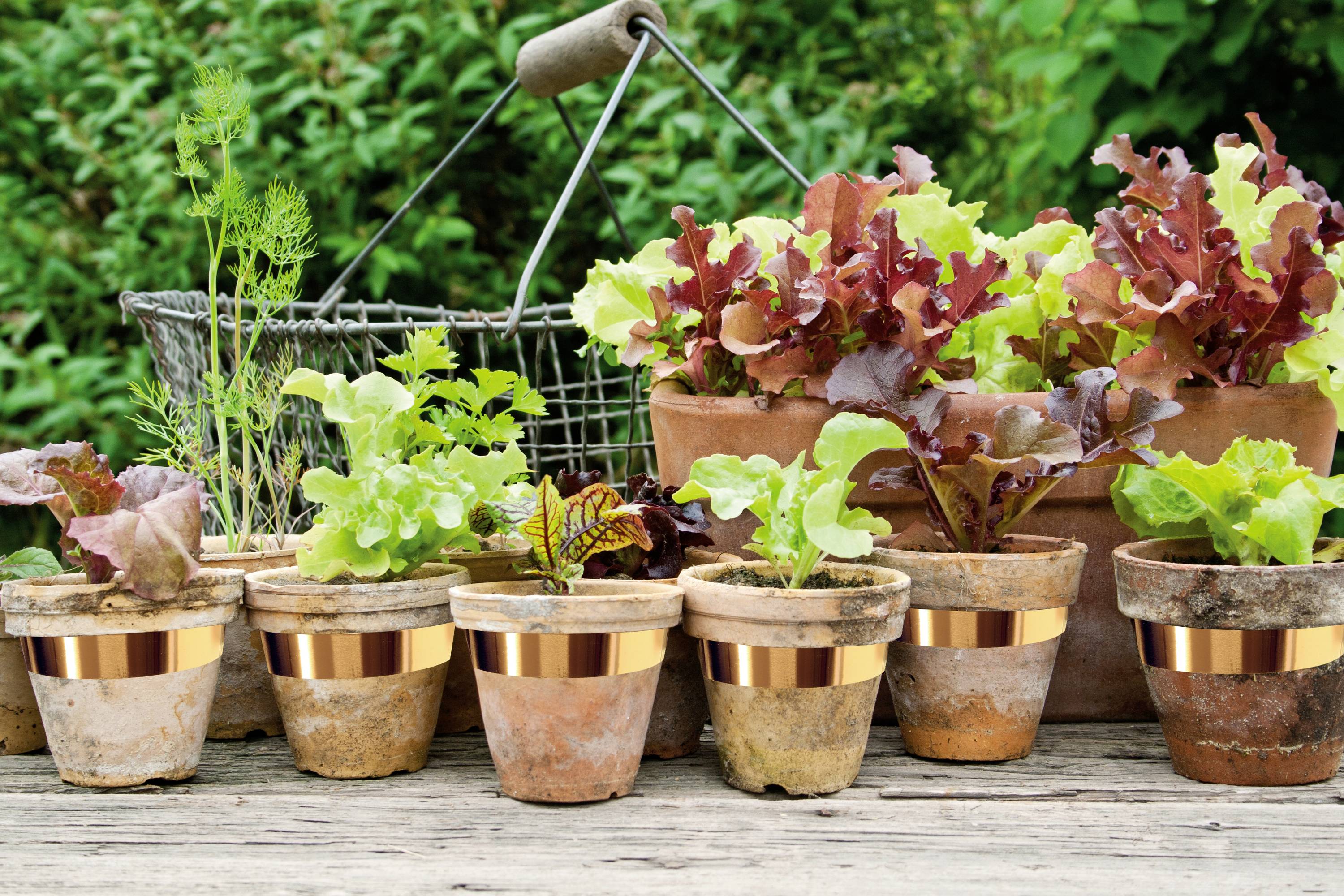 Swissinno selbstklebendes Kupferband 3cm x 5m Schneckenabwehr Funktionsart Klebefolie 1St.