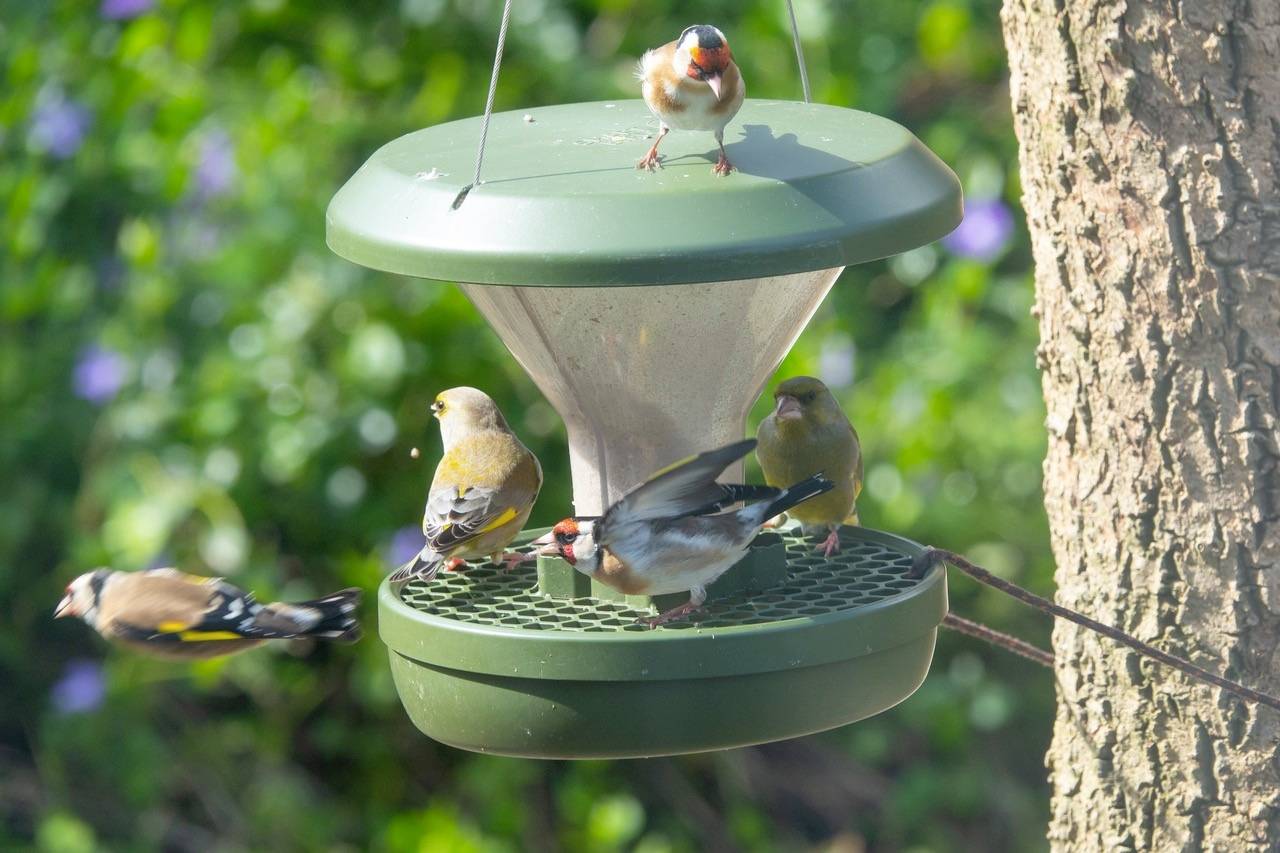 Swissinno Futtersilo Davos Dunkelgrün 750ml Vogel 1 St. 1 800 001