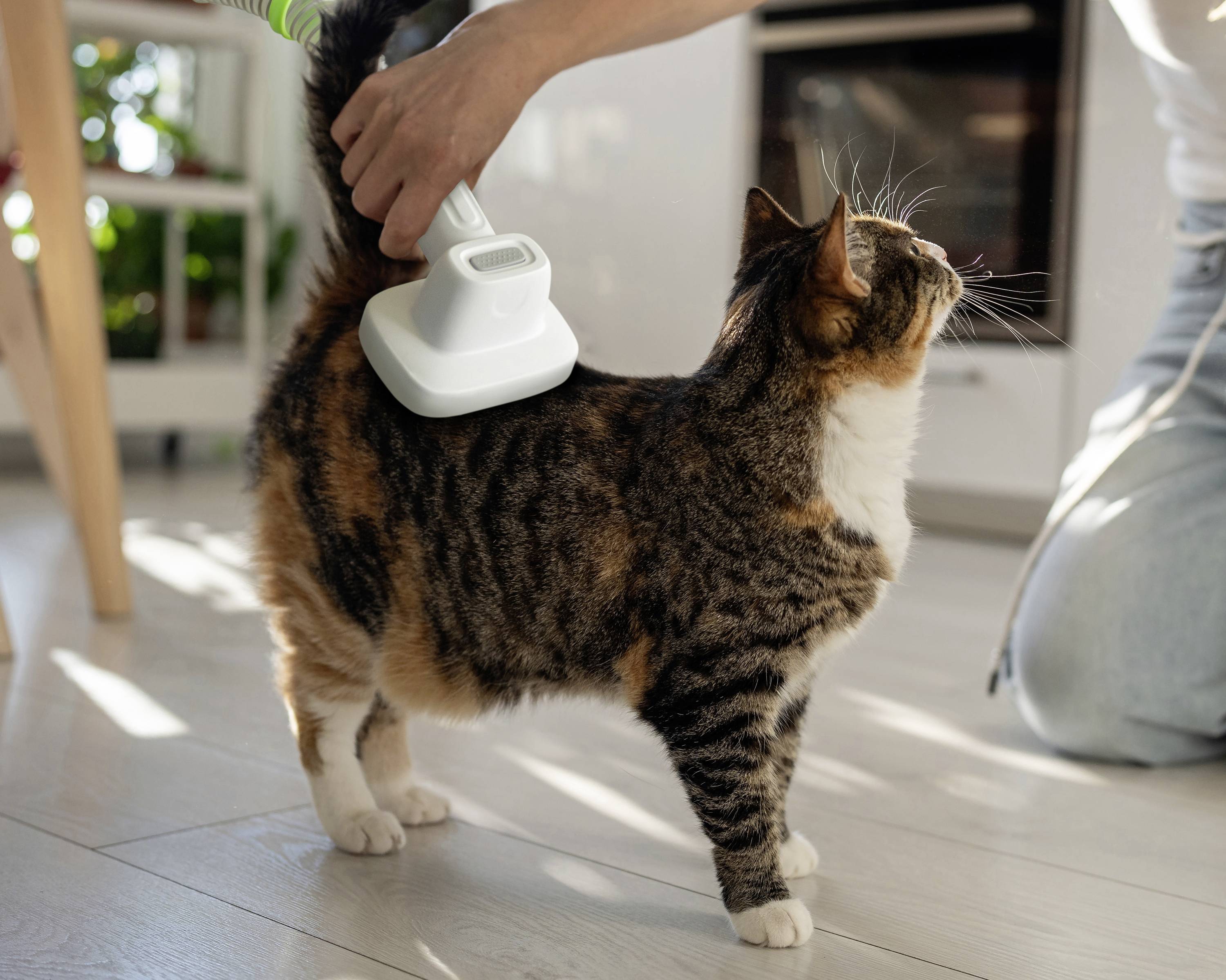 Lifenaxx LX-052 Haustier-Pflegeset Weiß, Grün 1St.