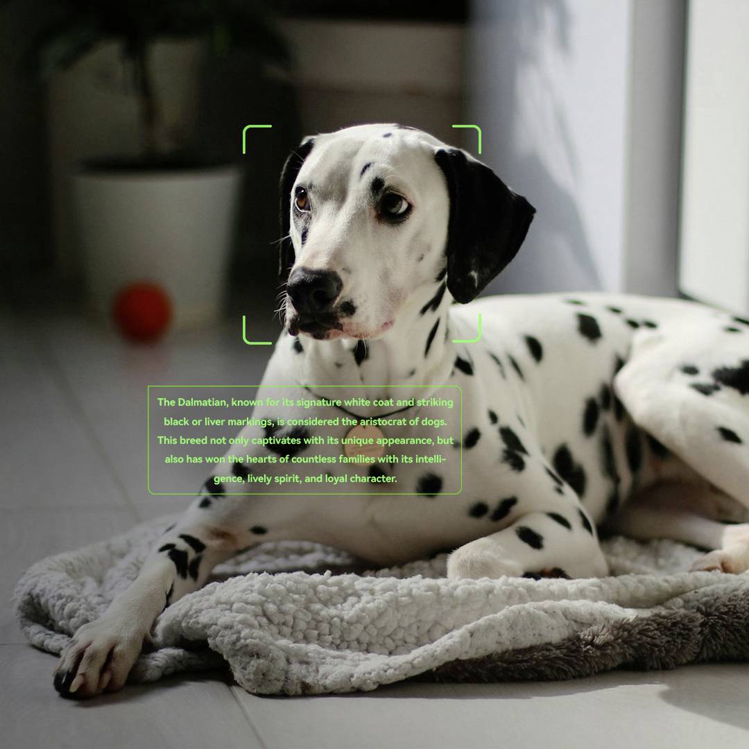 Ein Dalmatiner, der auf einem Hundebett liegt. Ein Gesichtserkennungsrahmen umgibt seinen Kopf, und ein Textfeld hebt sein einzigartiges Fellmuster hervor.