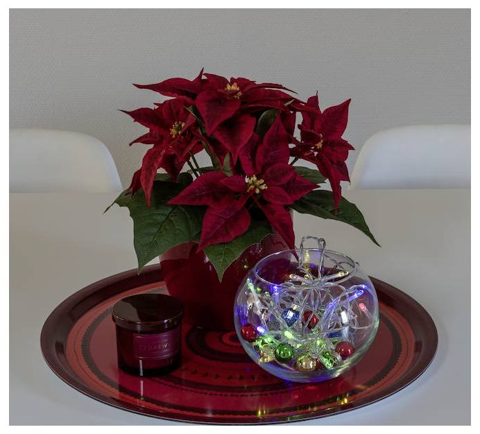 Eine rote Weihnachtsstern-Pflanze in einem Topf steht auf einem roten Tablett neben einem runden Glasgefäß, das mit bunten Lichtern und Weihnachtsschmuck gefüllt ist und eine festliche Dekoration schafft.