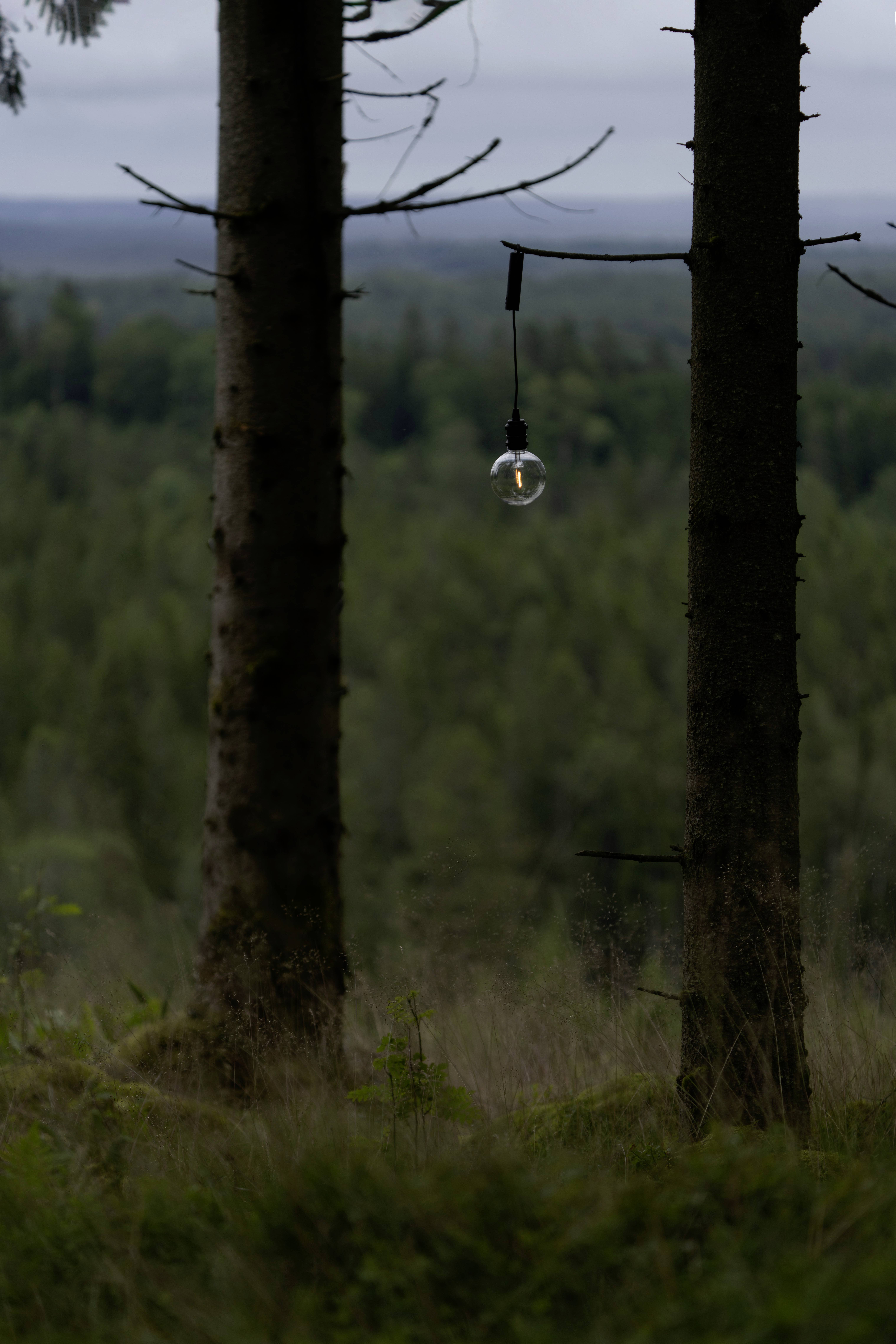 Eine nackte Glühbirne hängt an einem Seil zwischen zwei hohen Bäumen in einem Wald, mit einem verschwommenen Hintergrund von Grünzeug unter einem bewölkten Himmel.