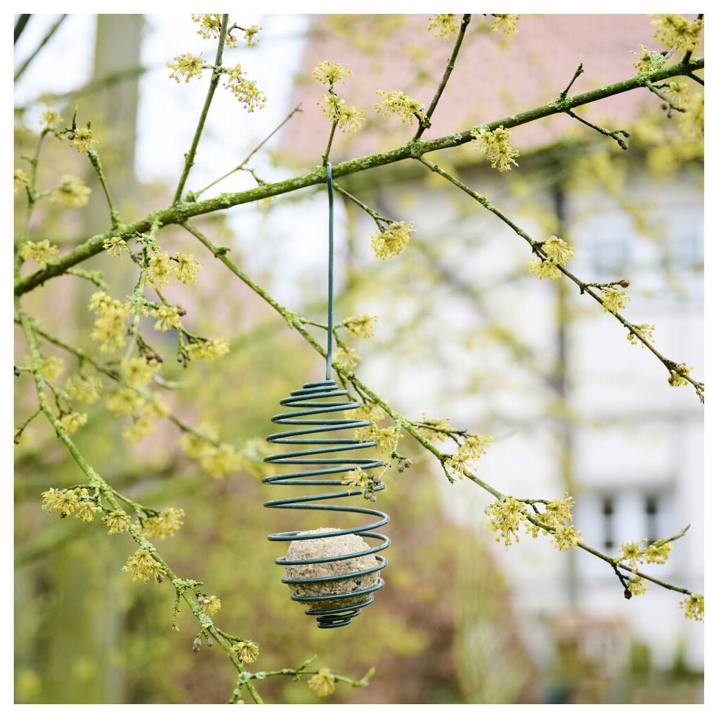 Ein aufgerollter Draht-Vogelfutterhaus mit Talg hängt an einem Ast mit knospendem gelbem Blütenwerk; ein Haus verschwimmt im Hintergrund.