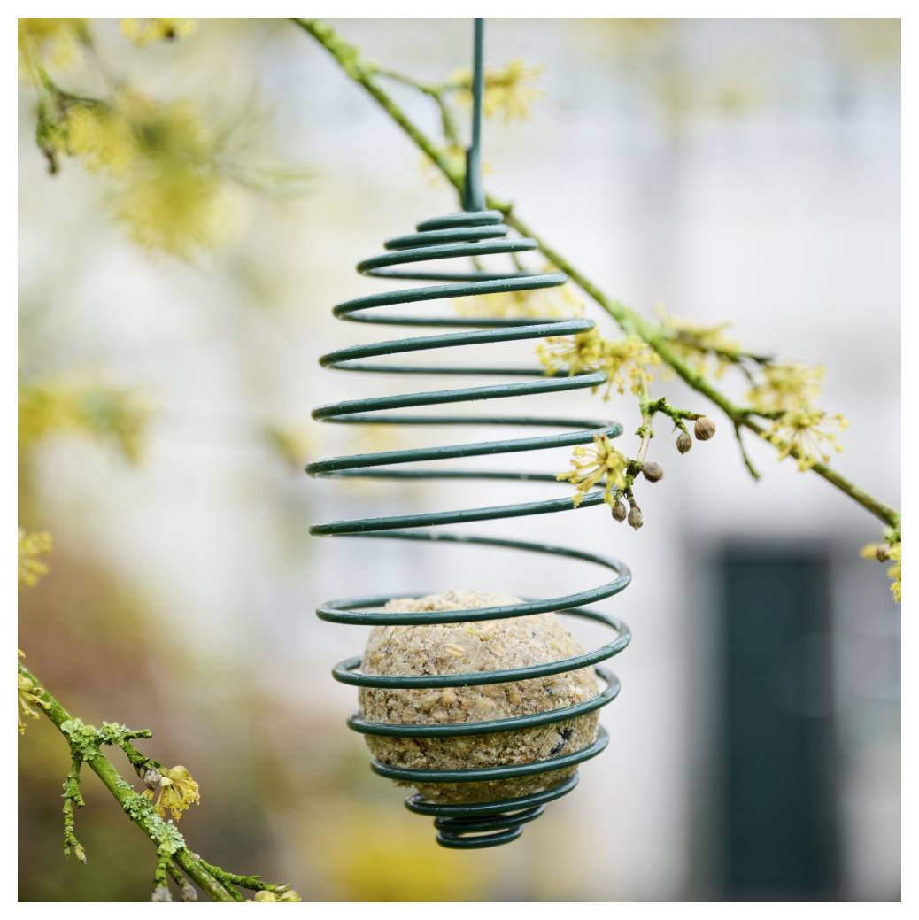 Eine spiralförmige Drahtvogelspeisung hängt an einem Baum mit einer Kugel aus Vogelfutter im Inneren, umgeben von dünnen Zweigen mit kleinen gelben Blüten.
