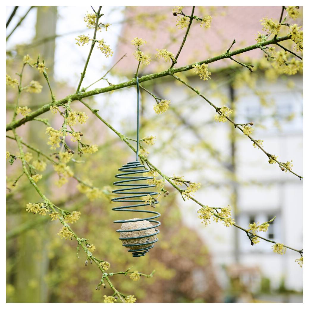 Ein Metallspiral-Vogelfutterspender hängt von einem blütenreichen Baumzweig herab, der eine verdichtete Samenkugel hält, mit unscharfen Gebäuden im Hintergrund.