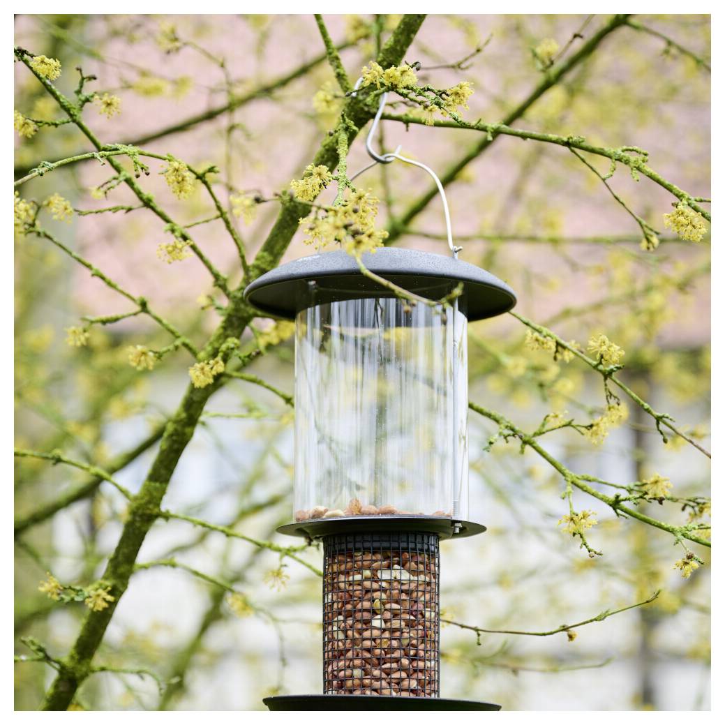 Ein Vogelfutterhaus hängt an einem Baumast und enthält Samen. Der Hintergrund zeigt Äste mit kleinen gelben Blüten.
