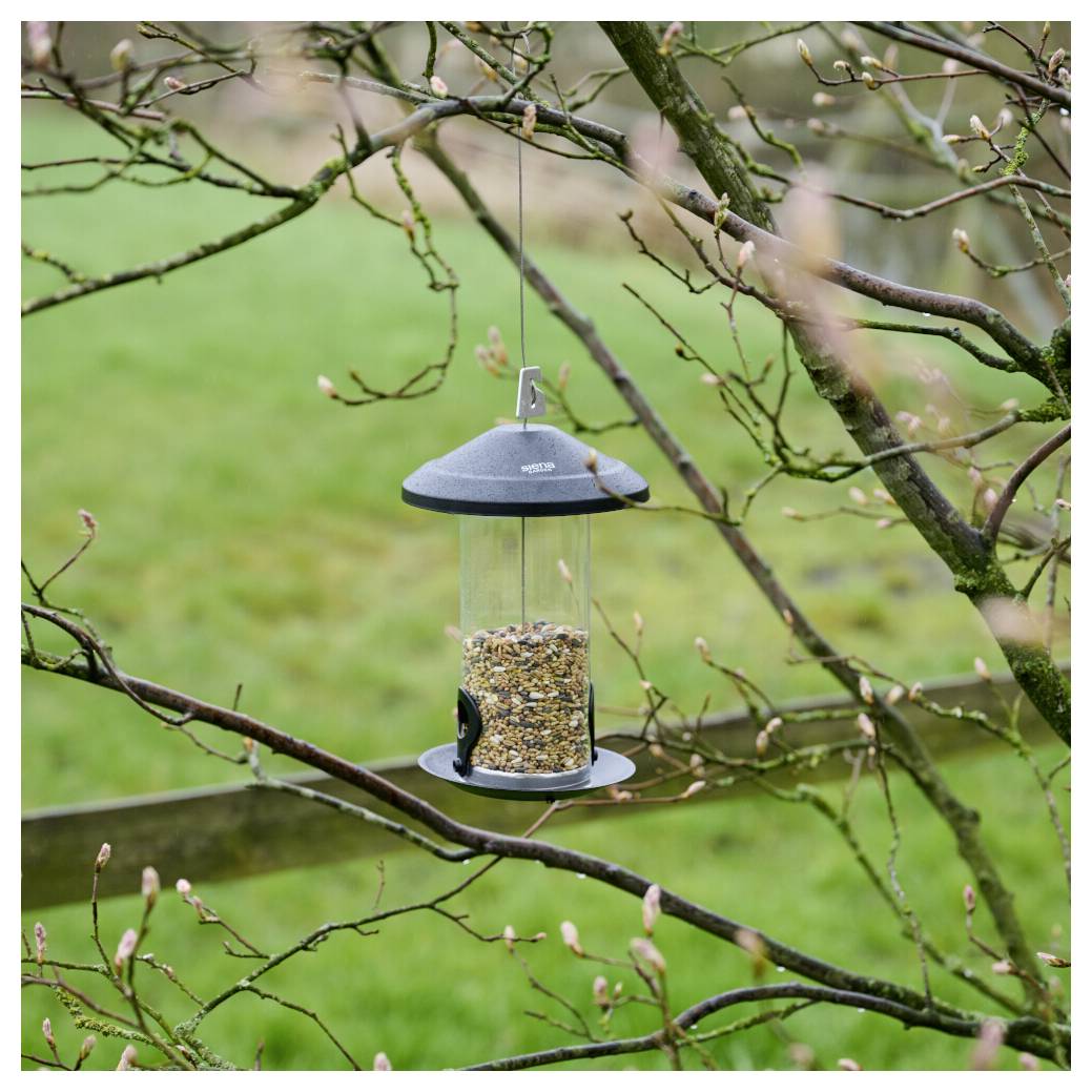 Ein Vogelfutterhaus gefüllt mit Samen hängt an einem Ast eines Baumes mit knospen-reichen Blättern vor einem unscharfen grünen Grasgrund.