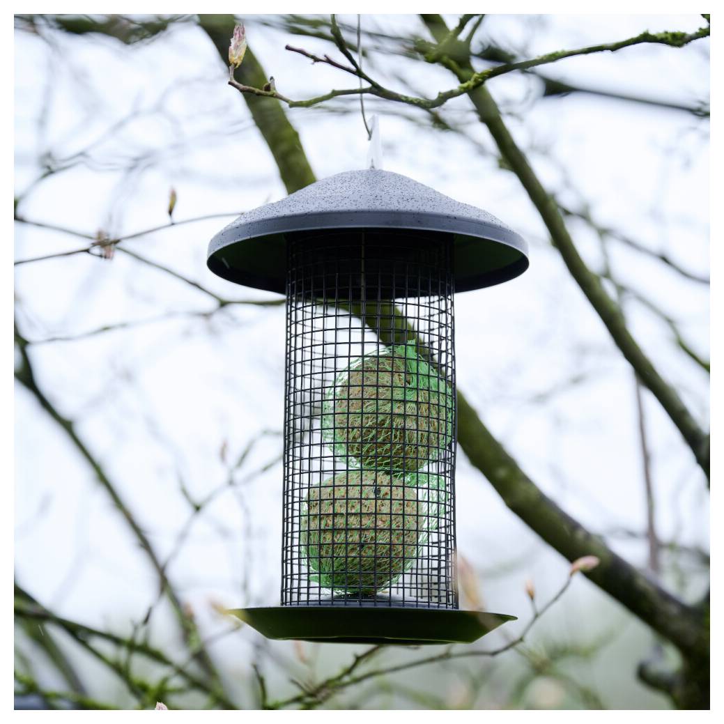 Ein Vogelfutter hängt von Baumästen herab und enthält zwei runde Talgkugeln zur Vogellockung. Der Hintergrund ist mit weiteren Ästen unscharf.