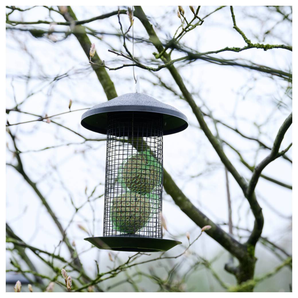 Ein Vogelfutter hängt an einem Baumast und enthält eine grüne Samenkugel. Kahle Äste und knospenartige Blätter sind im Hintergrund sichtbar.