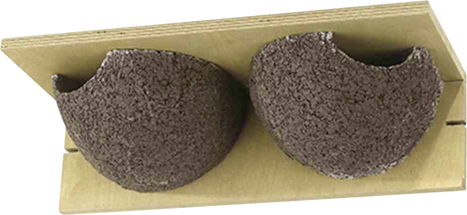 Zwei Vogelnester aus Schlamm, die an einer Holzplatte befestigt sind und einem Paar halbkreisförmiger Tassen ähneln.