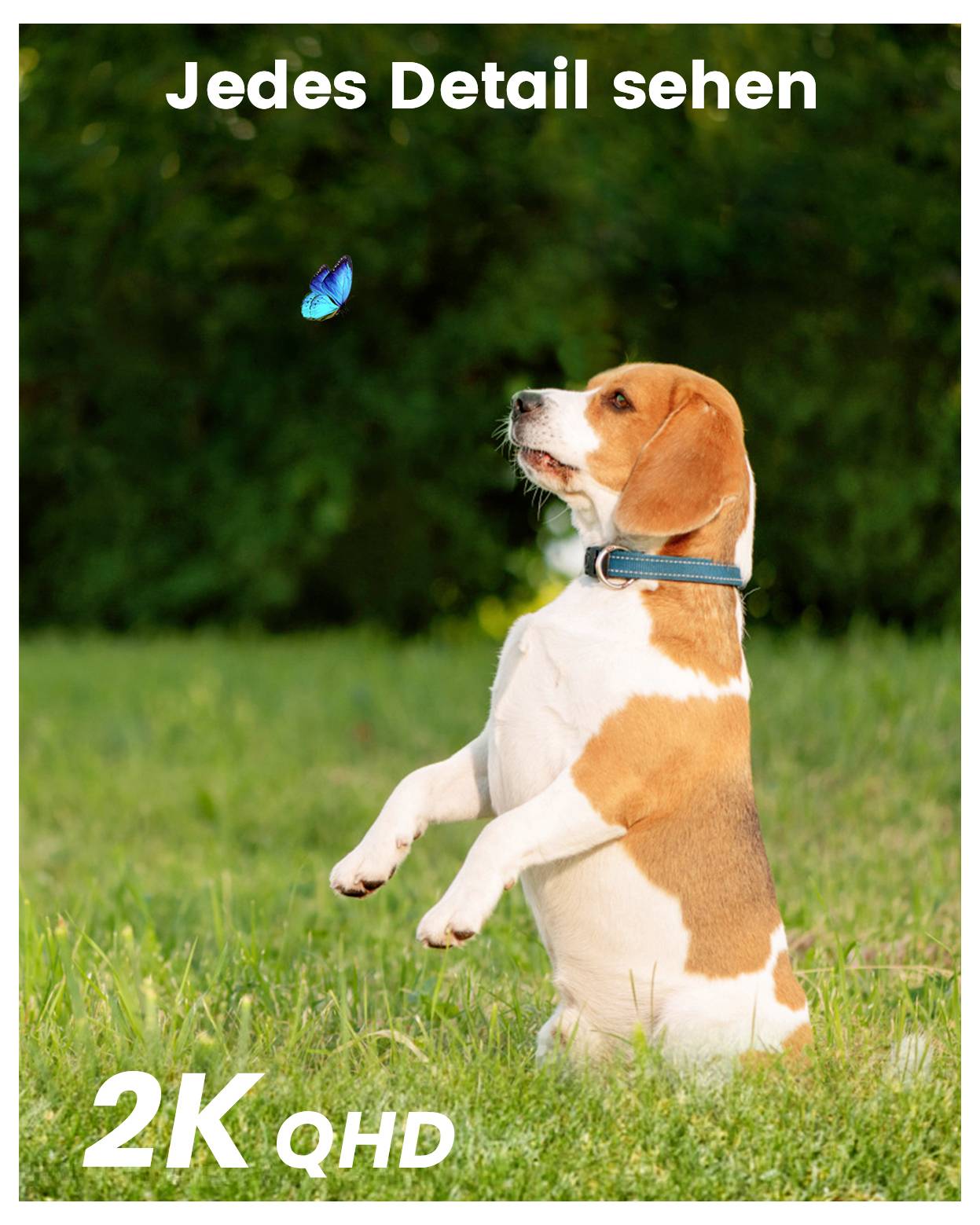 Ein Beagle steht aufmerksam im Gras und blickt auf einen Schmetterling über sich, wobei der Text 'Jedes Detail sehen' und '2K QHD' zu sehen ist.