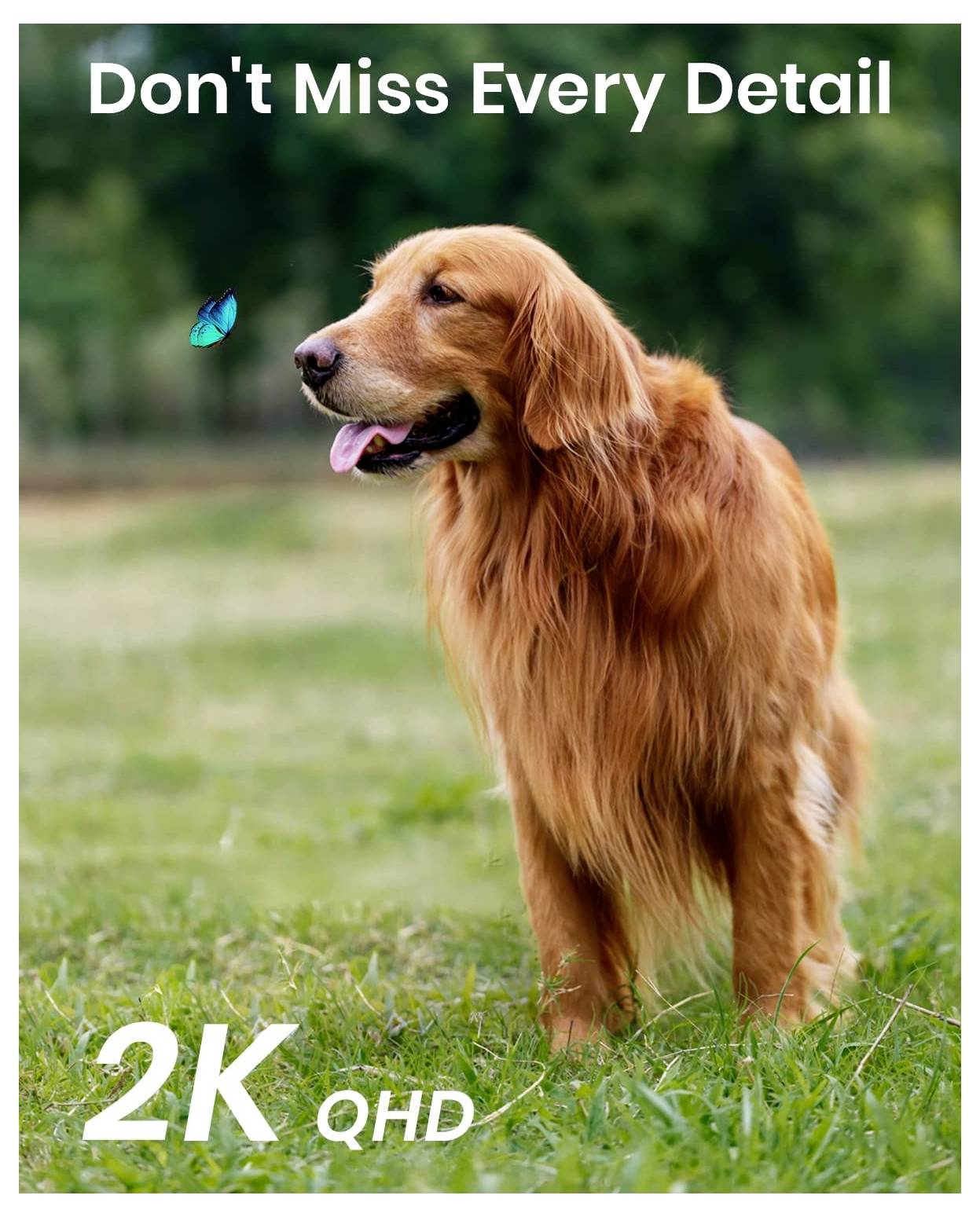 Ein Golden Retriever steht auf Gras und blickt auf einen blauen Schmetterling. Text lautet „Verpasse Keine Einzelheit