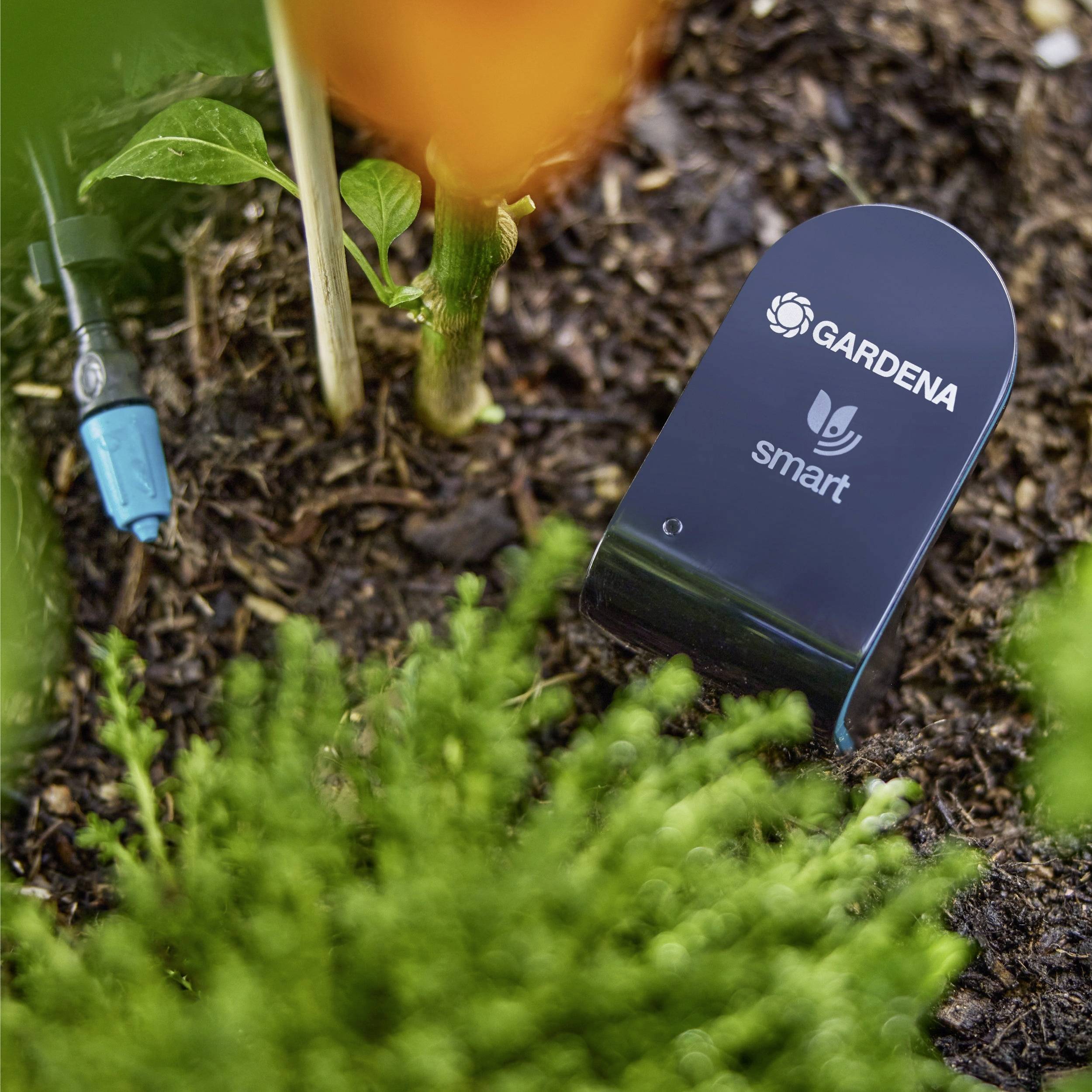 Ein smarter Gartensensor von Gardena wird in den Boden nahe der Pflanzen gelegt, wahrscheinlich zur Überwachung der Bodenfeuchtigkeit oder anderer Umweltbedingungen.