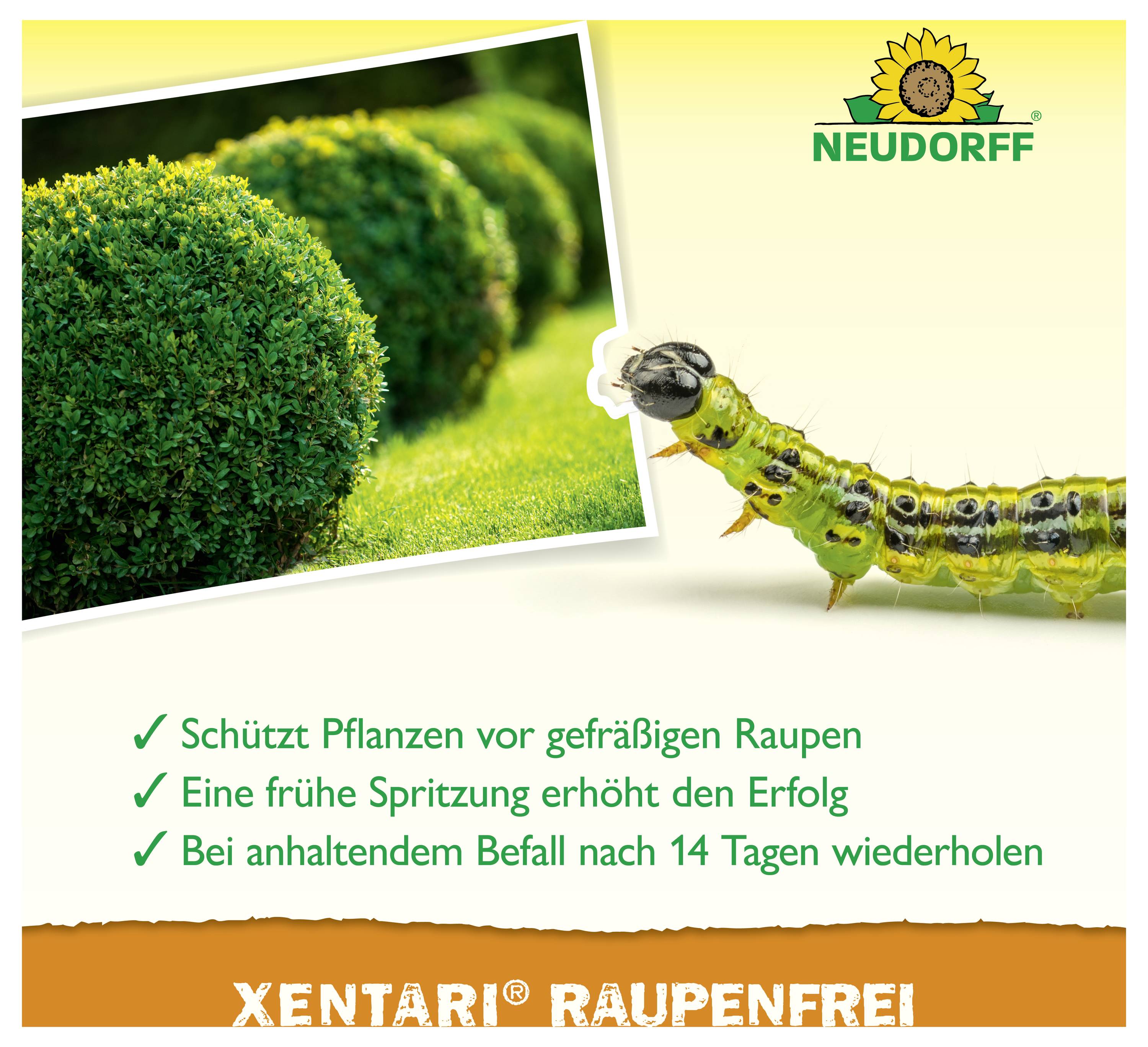 Werbung für 'XENTARI RAUPENFREI' von Neudorff: Raupe neben geschnittenen Hecken; schützt Pflanzen vor fraßigen Raupen, frühe Spritzung empfohlen, Wiederholung nach 14 Tagen.