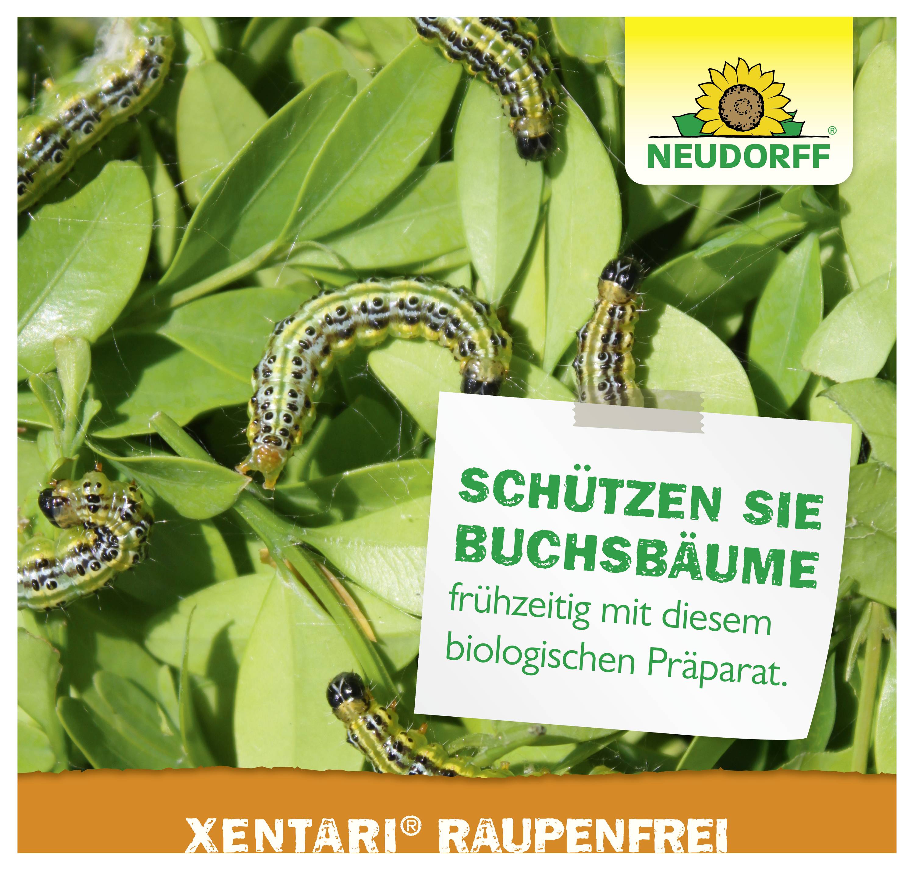 Werbung für Neudorff Xentari Raupenfrei: Raupen auf Buchsbaumblättern, Hinweis 'Schützen Sie Buchsbäume frühzeitig mit diesem biologischen Präparat'.