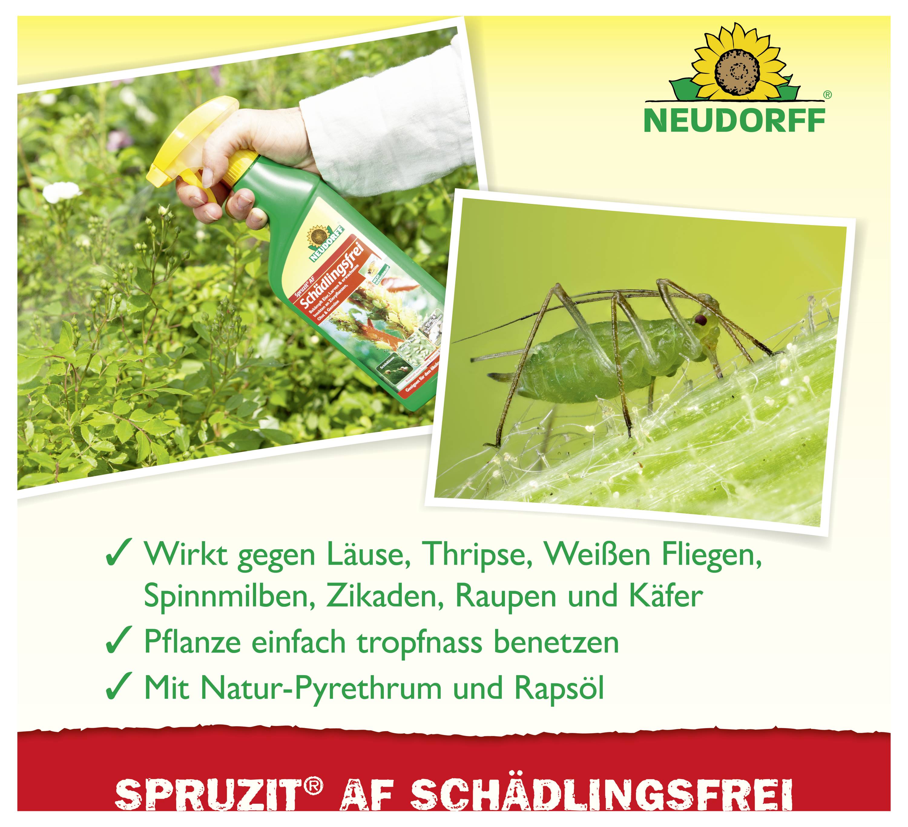 Werbung für Neudorff Spruzit AF Schädlingsfrei: Hand sprüht Pflanzenschutzmittel auf Pflanzen; bekämpft Läuse, Thripse, Weiße Fliegen, Spinnmilben, Zikaden, Raupen und Käfer.