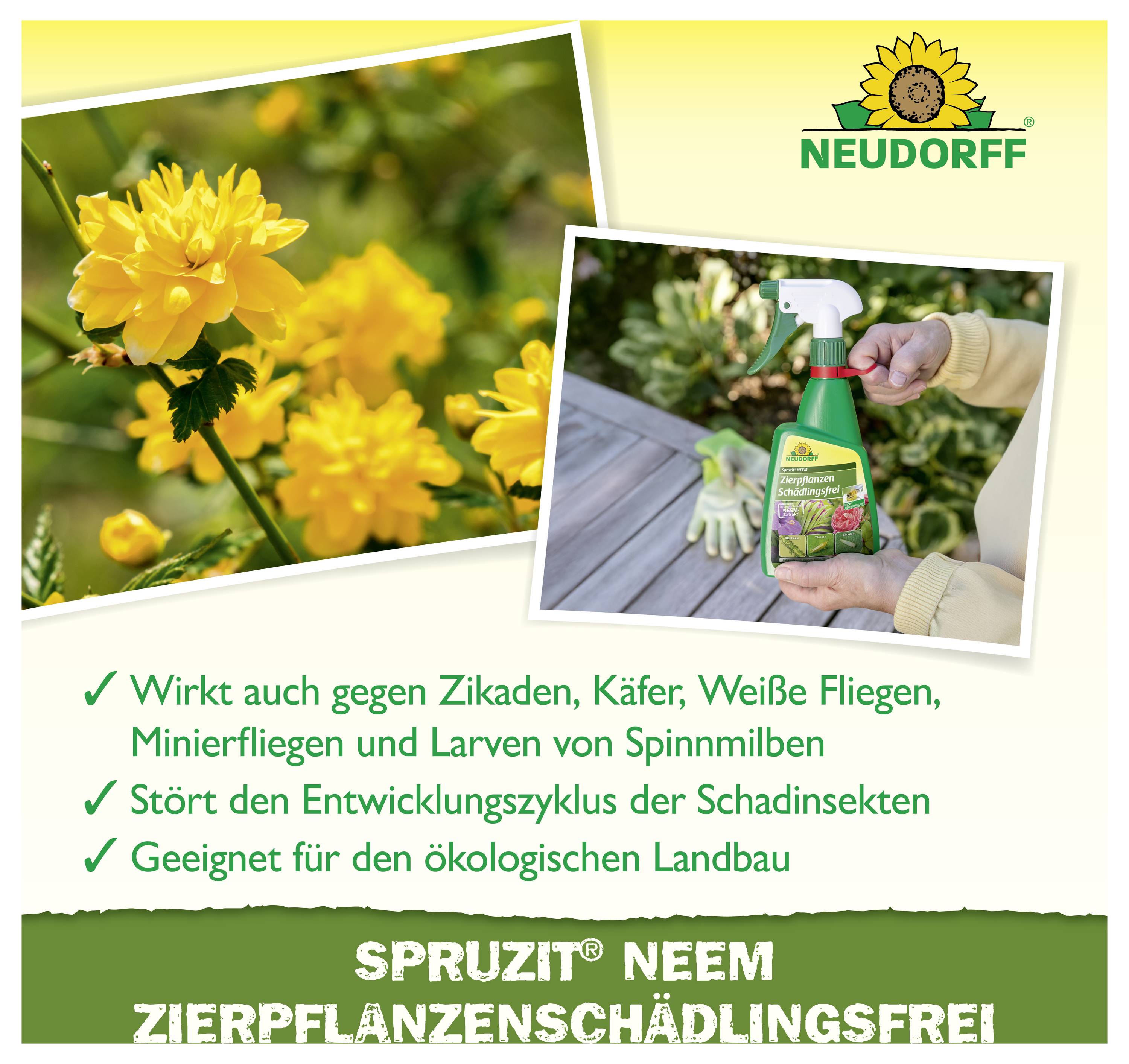 Werbeanzeige für Neudorff Spruzit Neem: Pflanzenschutz gegen Schädlinge, mit gelben Blüten, Sprühflasche und Text zu Wirkung im ökologischen Landbau.