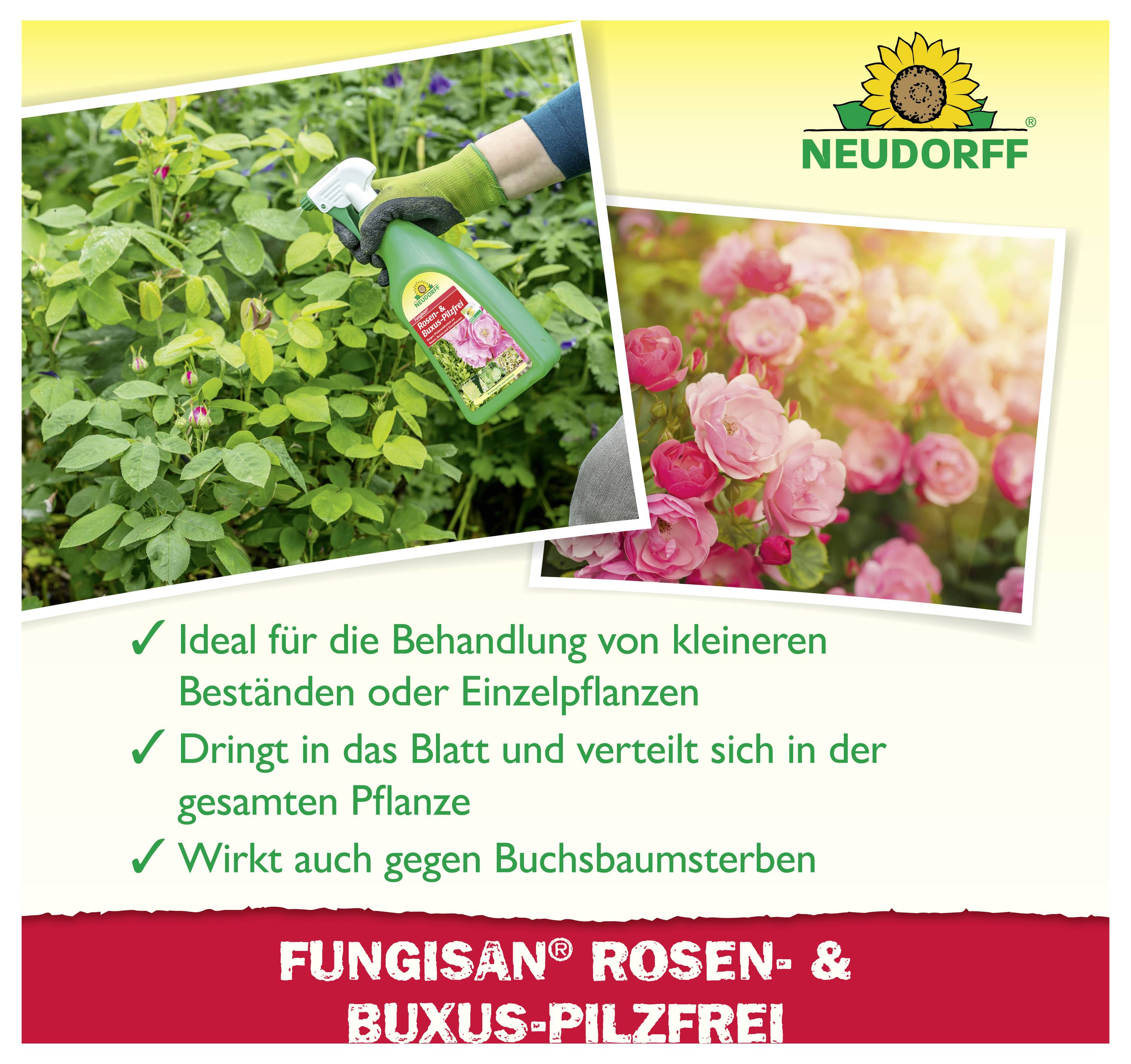 Werbung für Neudorff Fungisan Rosen- & Buxus-pilzfrei: Sprühflasche behandelt Pflanzen; geeignet für kleinere Bestände, dringt ins Blatt ein, wirkt gegen Buchsbaumsterben.