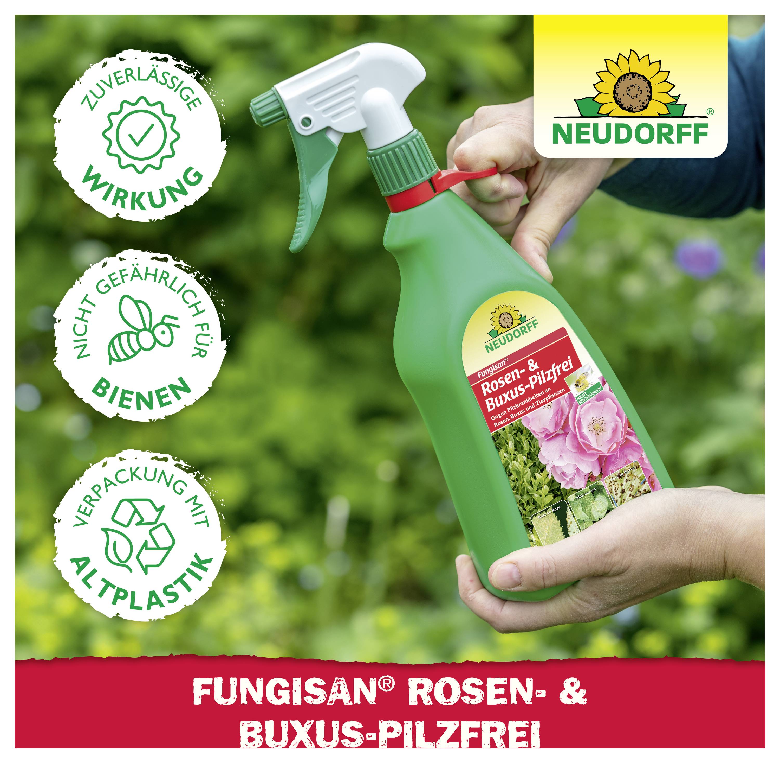 Hand hält grünes Neudorff-Sprühfläschchen 'Fungisan Rosen- & Buchs- Pilzfrei'; Siegel zeigen zuverlässige Wirkung, bienenfreundlich, Verpackung mit Altplastik.